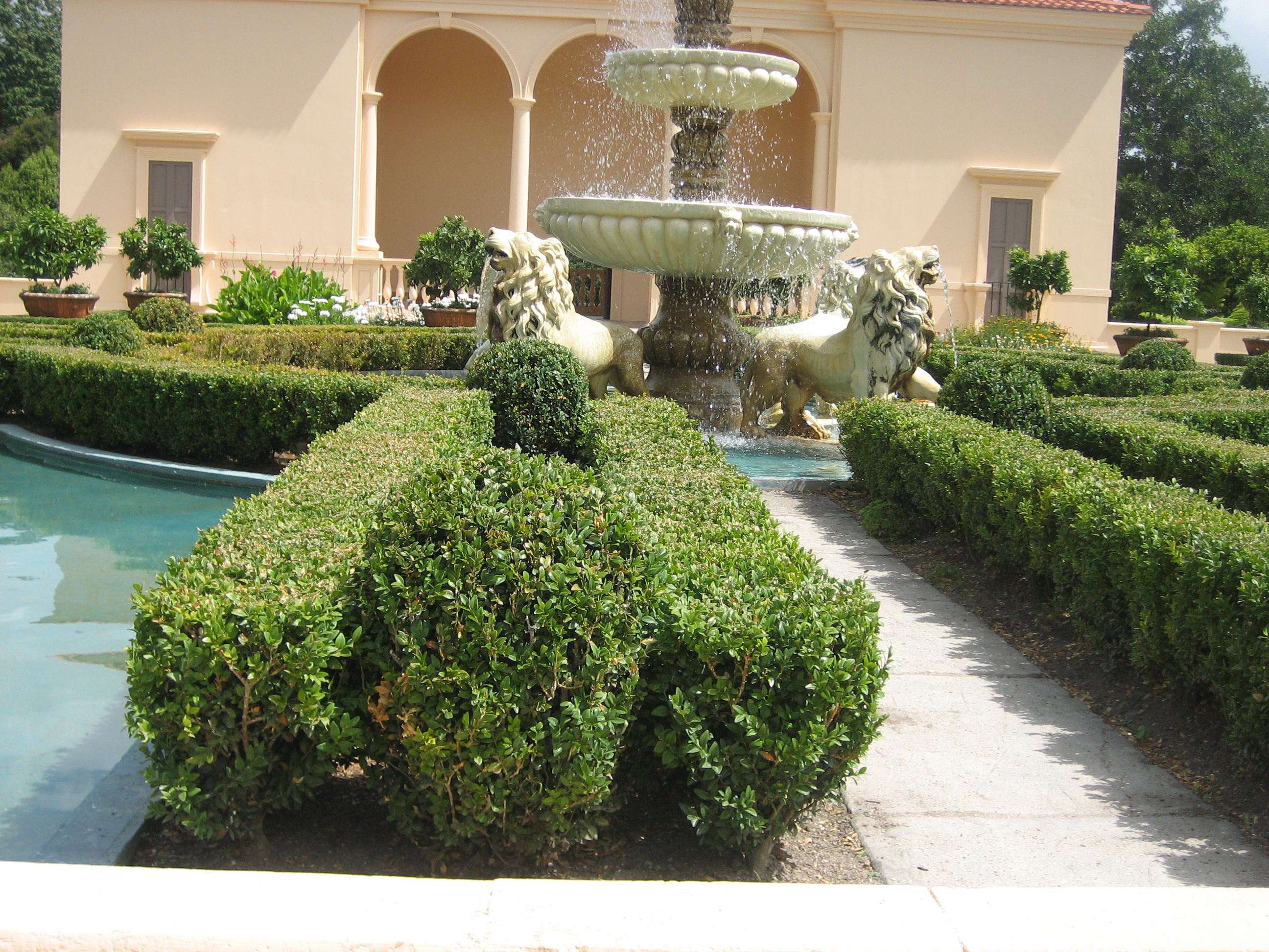 Buxus sempervirens arborescens (i.17cmT.) Buchsbaum