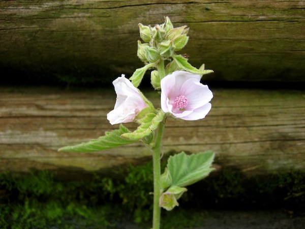Althaea officinalis (i.9cm T.) Echter Eibisch