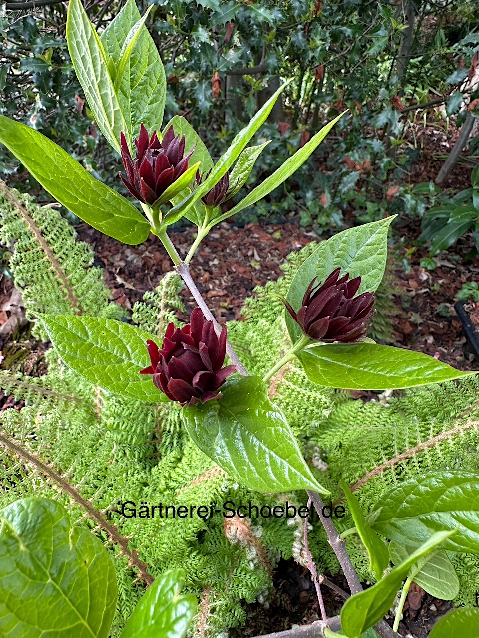 Calycanthus floridus - Duft, Echter Gewürzstrauch, Nelkenpfeffer (i.4lT.)