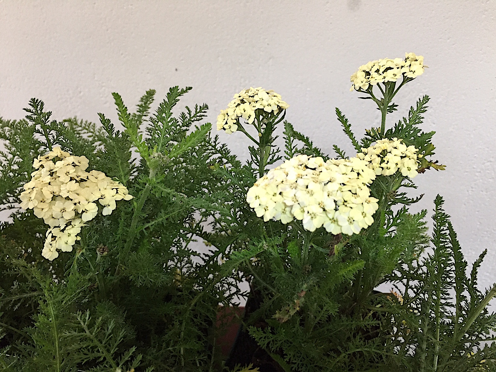 Achillea millef.Schafgarbe Rainbow-Serie „Creme de la Creme“ (i.11cmT.),