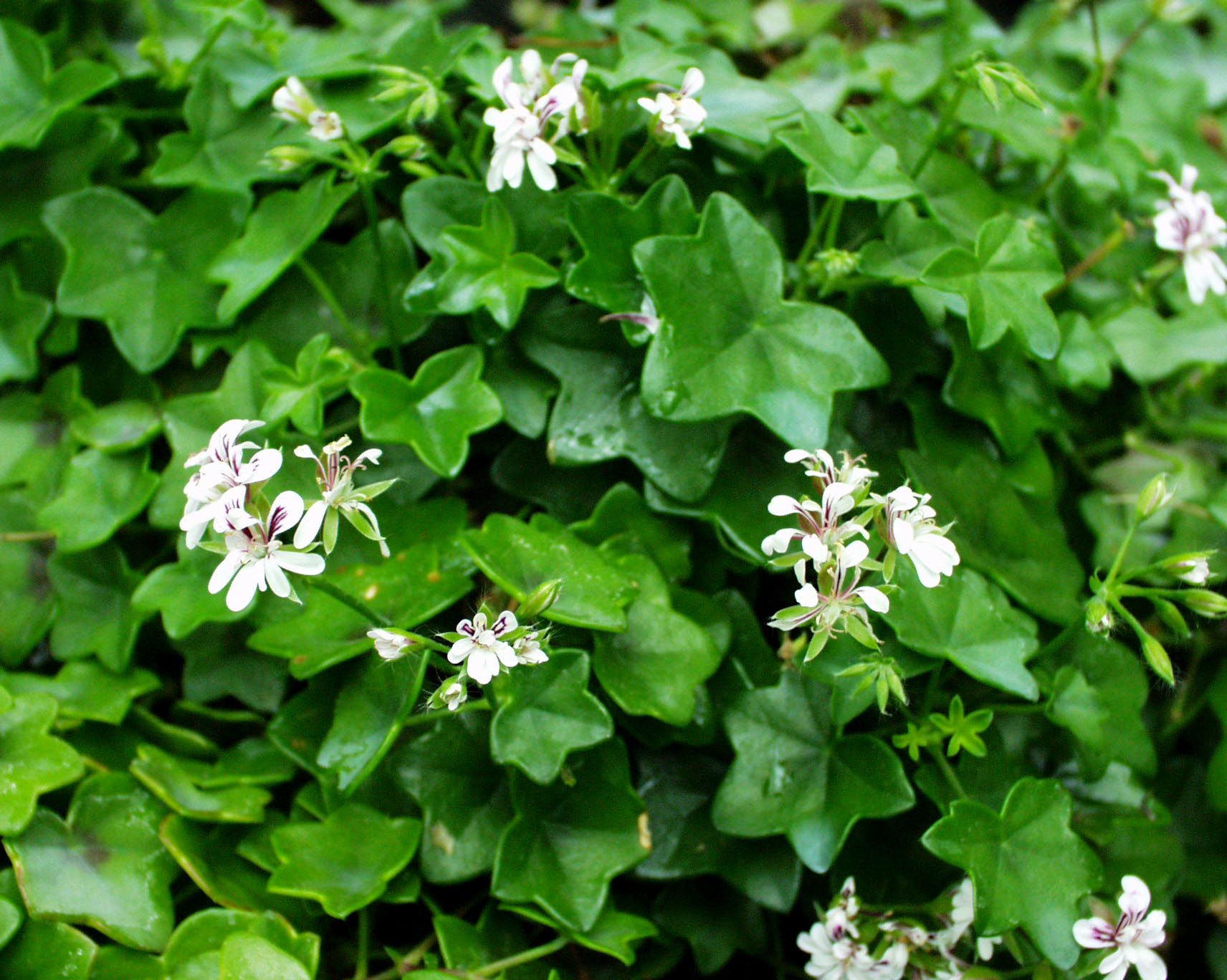 Pelargonium  ´Gay Baby`(I.11cmT.)