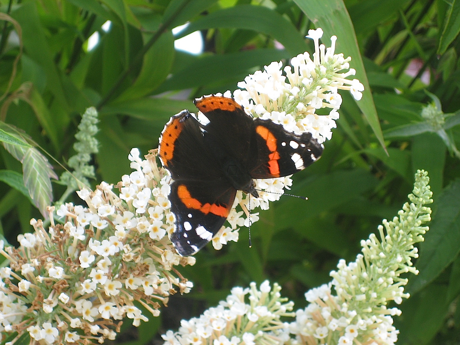 Buddleia davidii weiss Buzz® „Ivary“ (i.17cmT.) Schmetterlingsstrauch, weiss