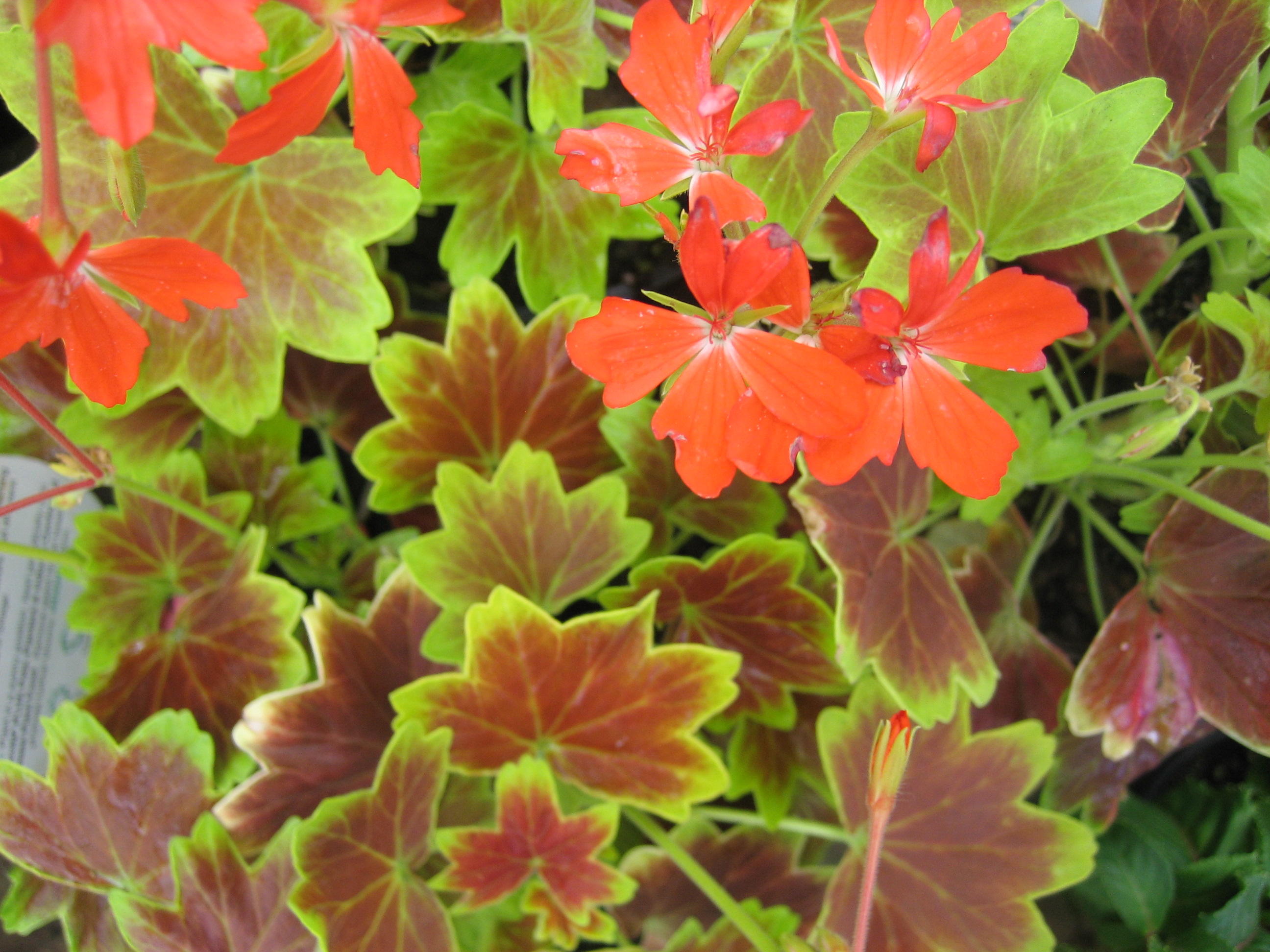 Pelargonium  ´Vancouver` (i.10cmT.)
