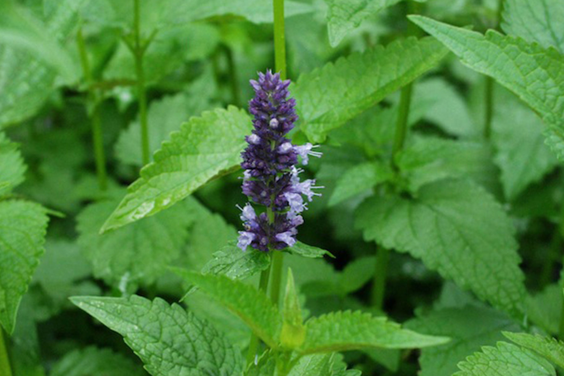 Agastache rugosa ´Little Black Adder`(i.9 cmT.), Anis, blau