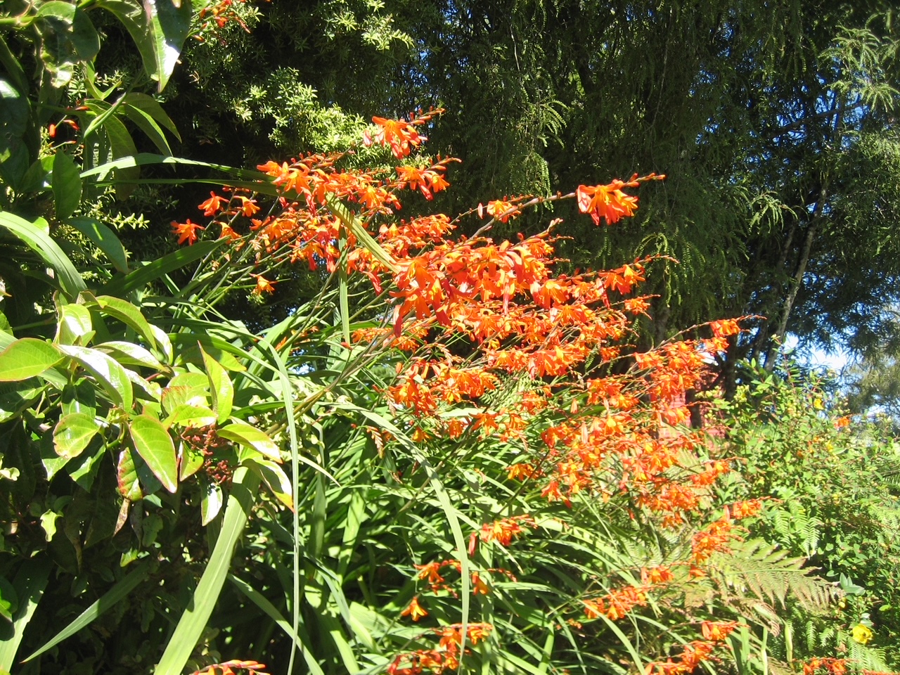 Crocosmia „Lucifer“,rot (i.17cm T.), Montbretien