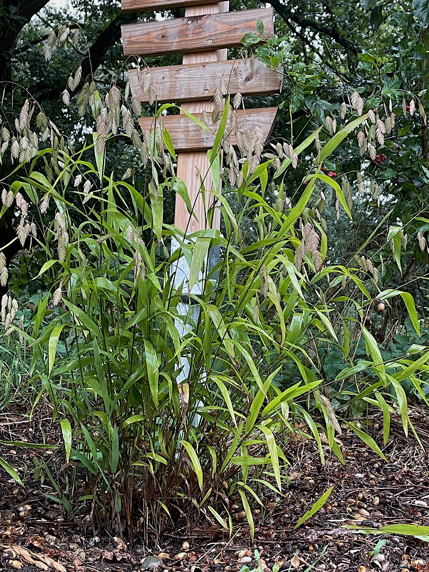 Chasmanthium latifolium (i.10cmT.) Plattährengras