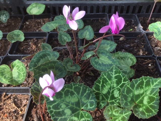 Cyclamen  graecum (i.9cmTopf), griechisches Wildalpenveilchen