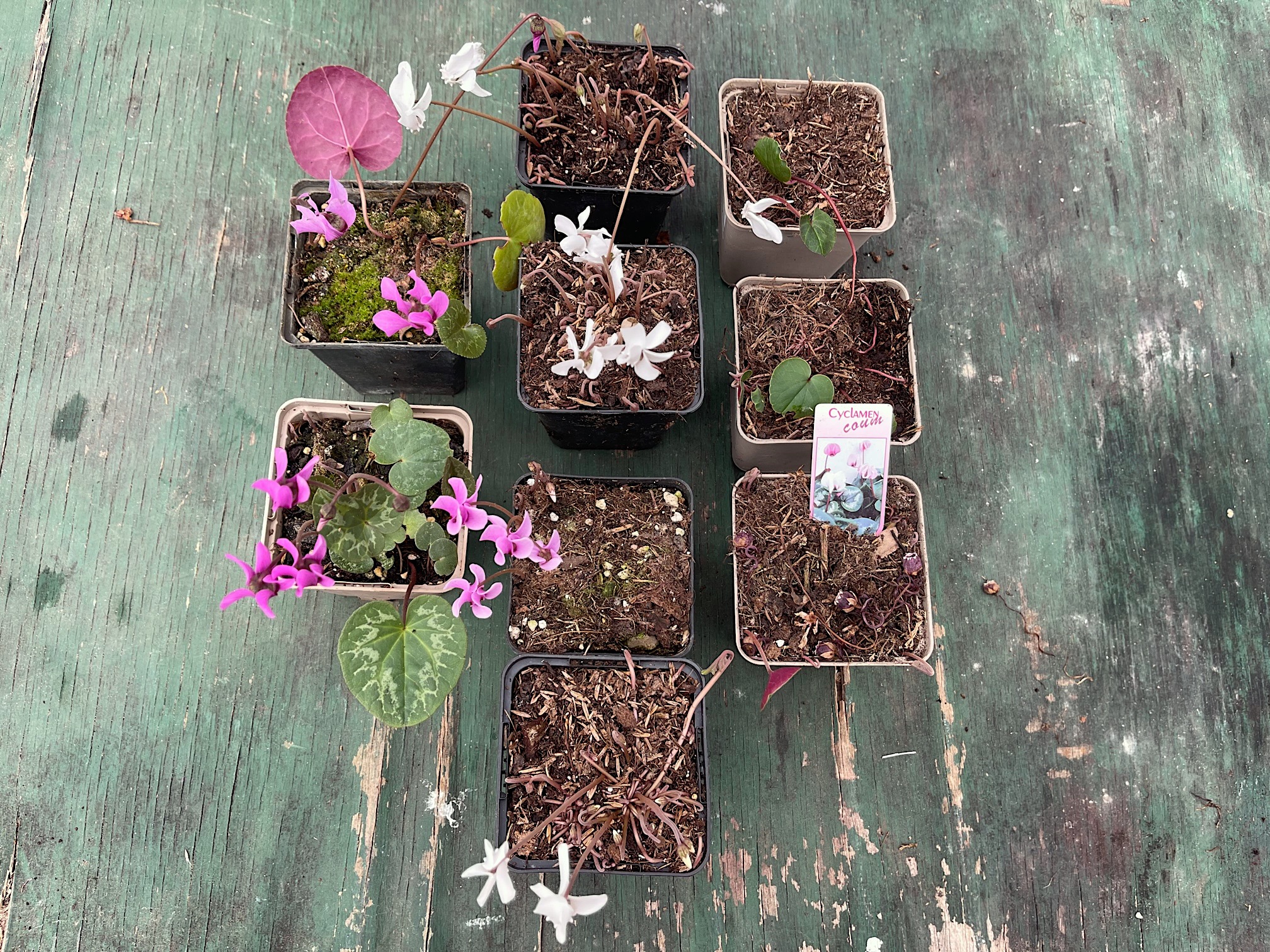 Cyclamen  purpuras 2, hederif 4, coum 3, „Mix“) (i. 9cm Topf ), Wildalpenveilchen für. 1m2