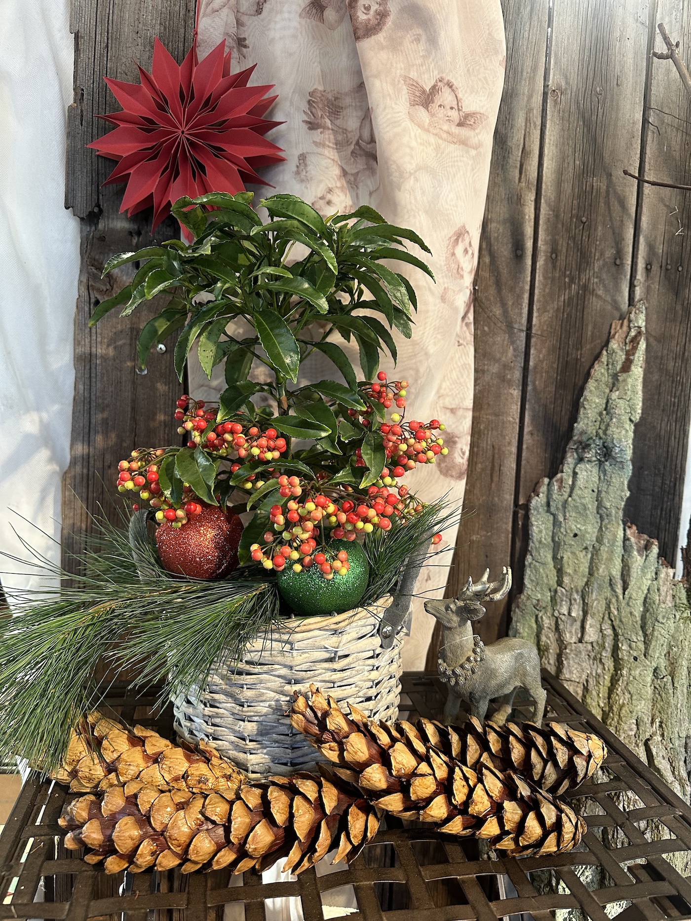 Ardisia crenata (i.14cmT.ohne Korbtasse)  Spitzblume