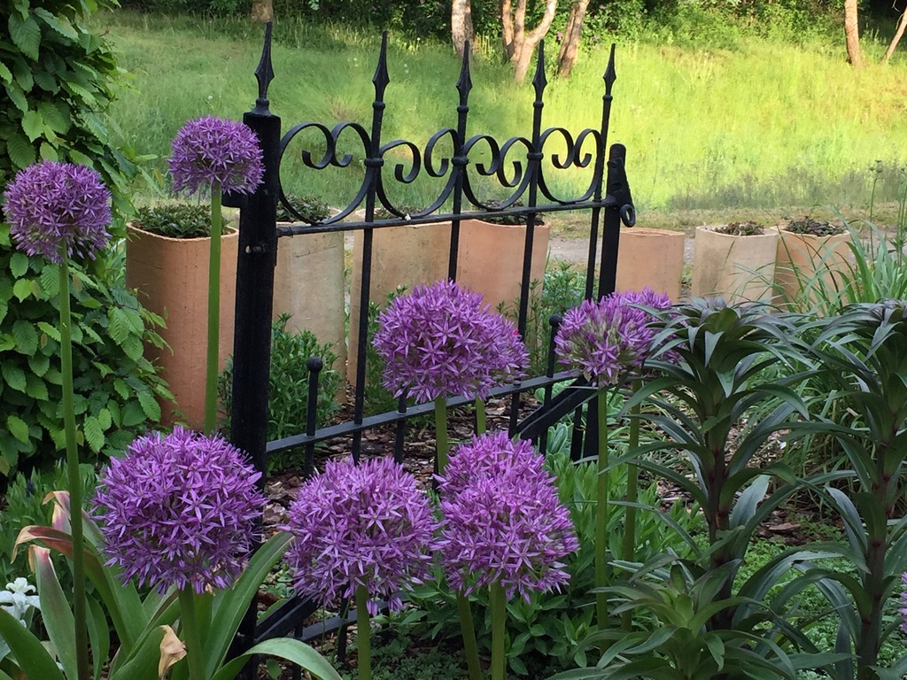 Allium „Globemaster“ (1 Zwiebel i.12cmT.)Zierlauch