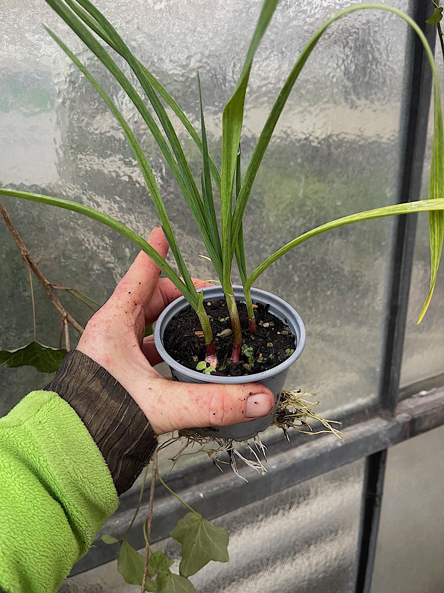 Allium sativum (i.4cm Wurzelballen), Knoblauch