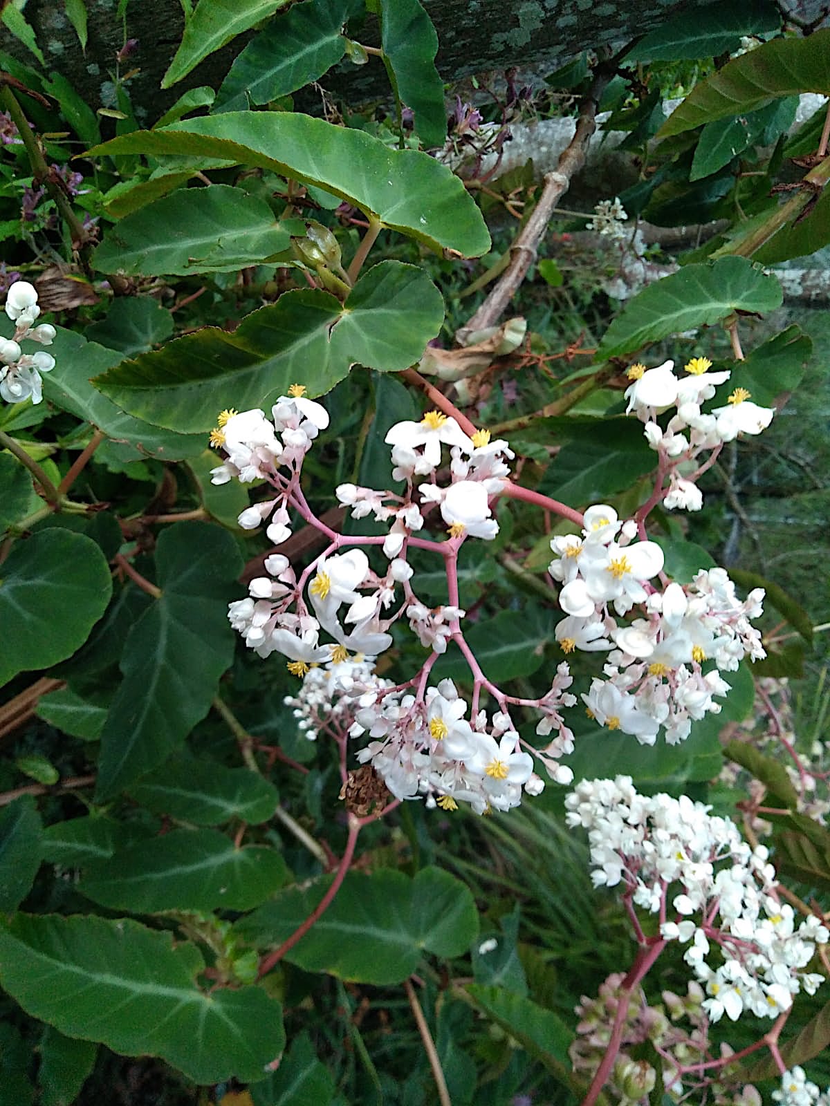 Begonia „Grey Feather“ (i.10-11 cmT.),
