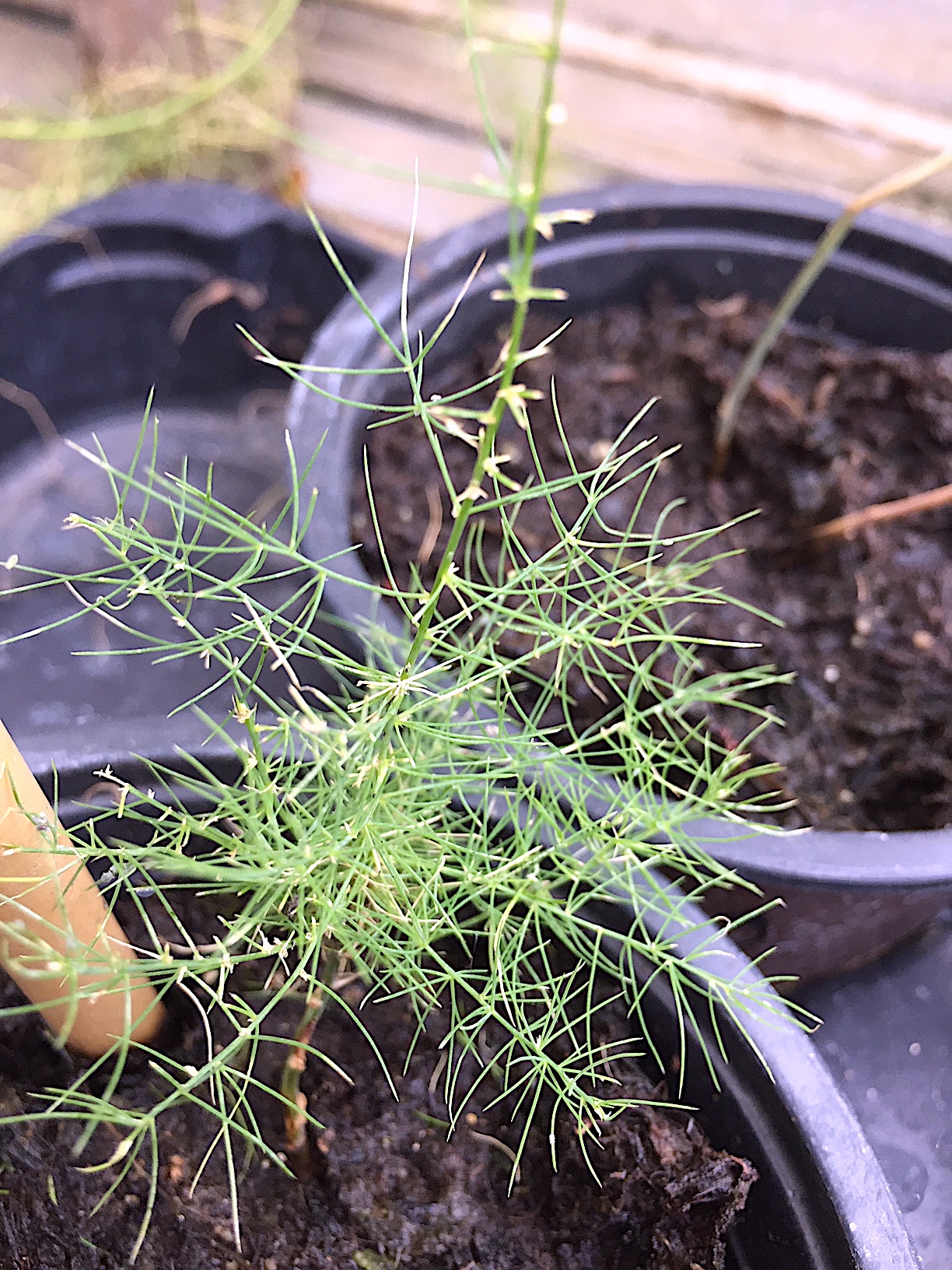 Asparagus officinalis „violett“ (i.11cmT.), Spargel violett- Gourmet