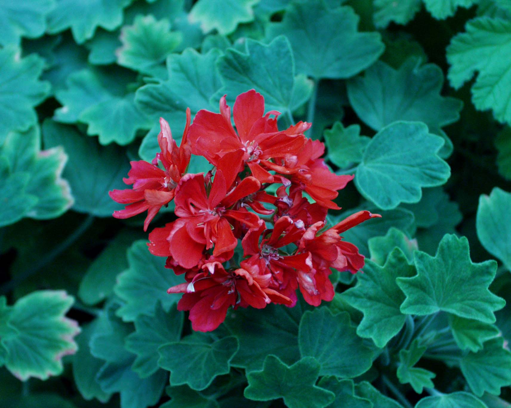 Pelargonium  ´Wasserburg Stellar`(I.11cmT.)
