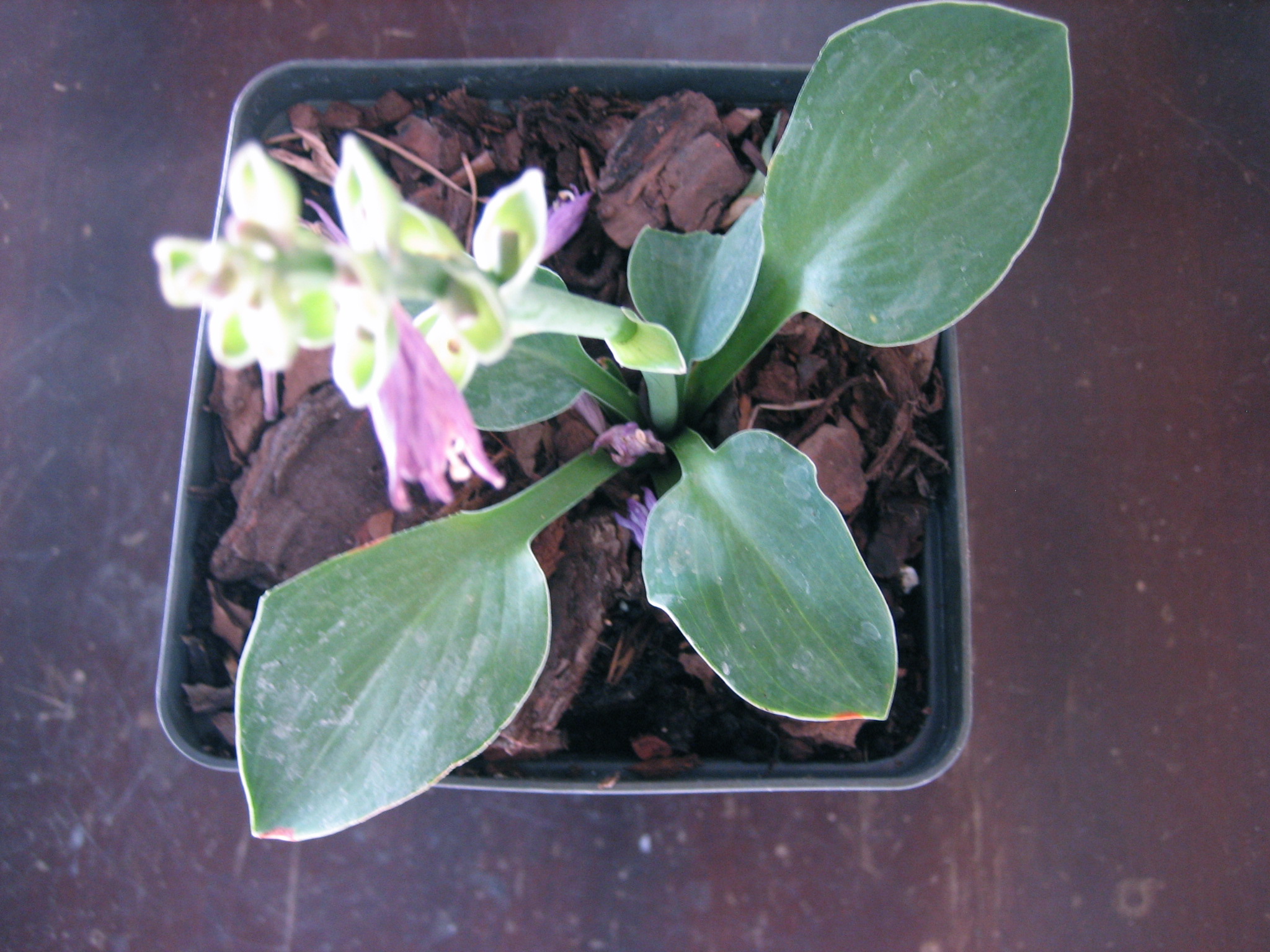 Hosta  "Blue Mouse Ears" (9cmT.) Zwergfunkie