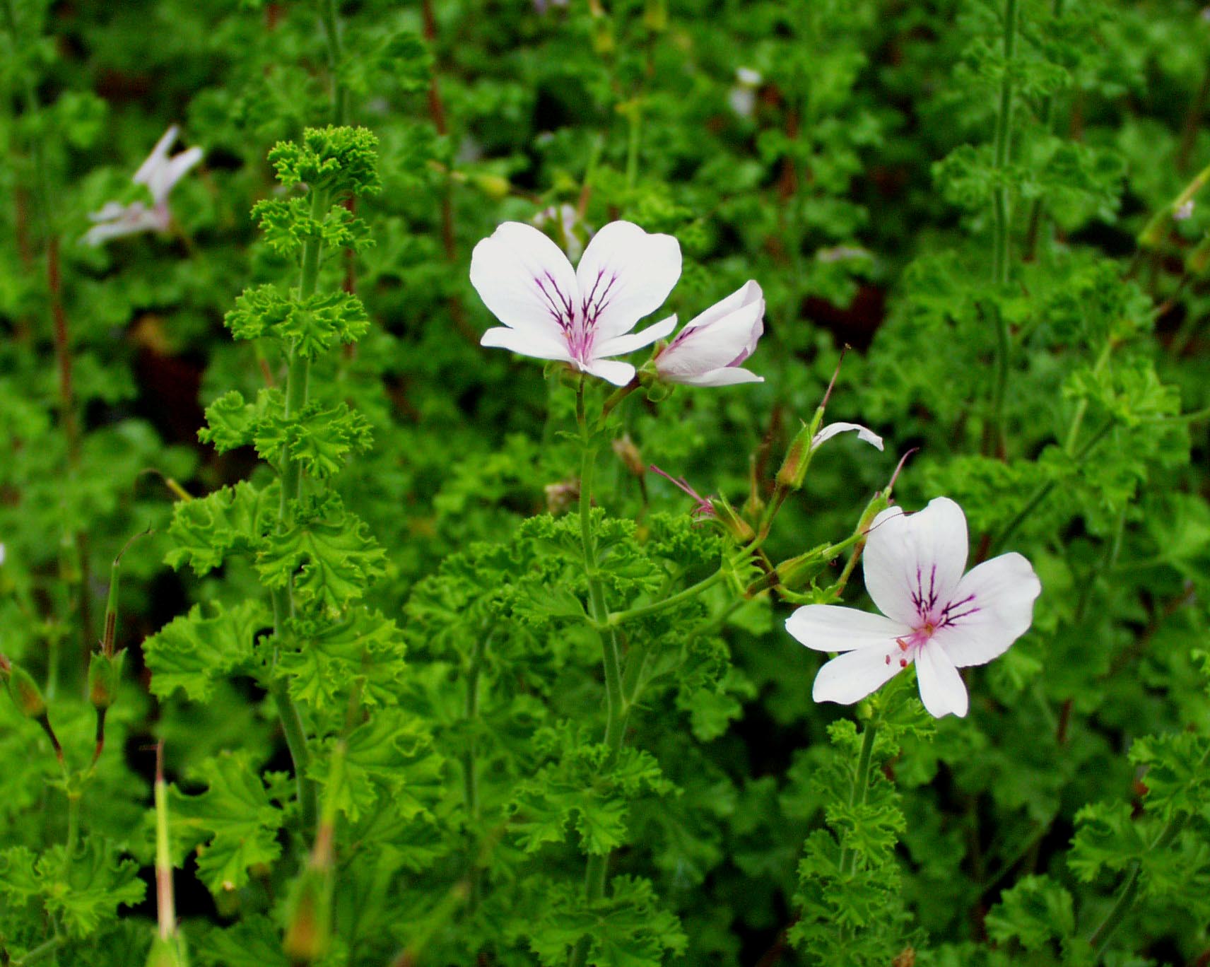 Pelargonium crispum (i.10cmT.)