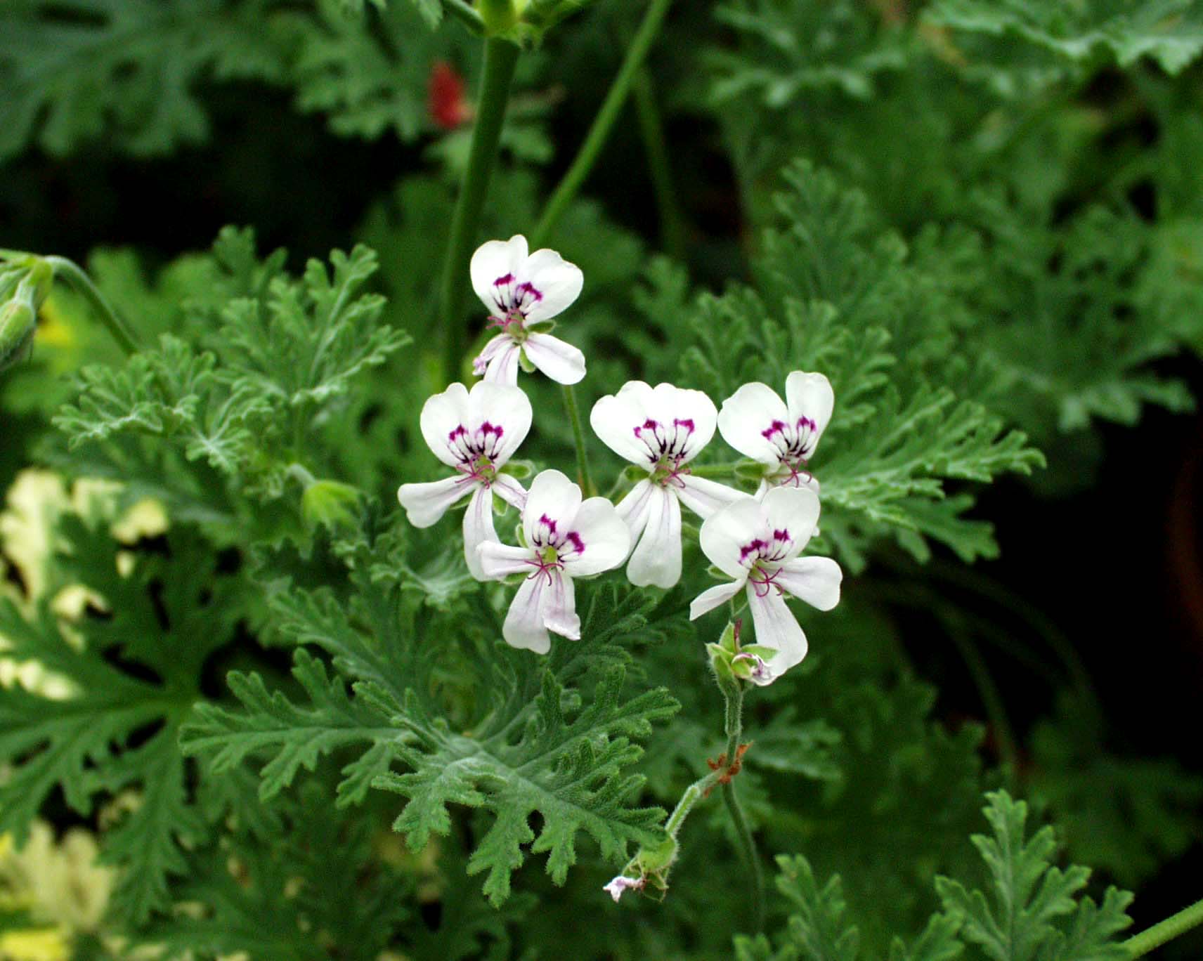 Pelargonium  ´Catharina`(i.11cmT.)