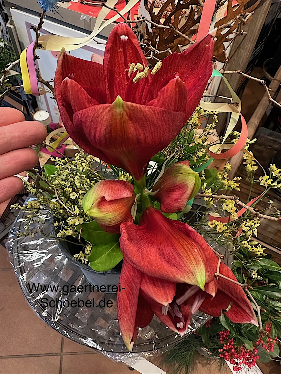 Amaryllis- Hippeastrum (Durchmesser Zwiebel ca 9cm), Ritterstern rot