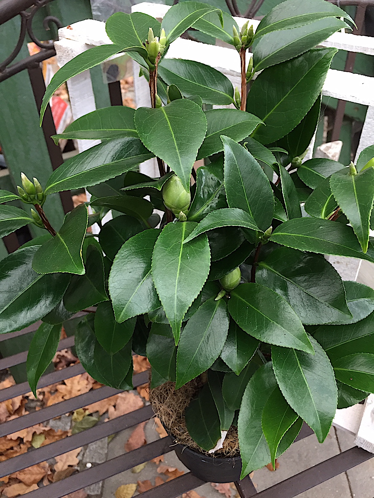 Camelia japonica „Matterhorn“ (i.13cmT.) jetzt ca 40cm hoch, weiss gef.
