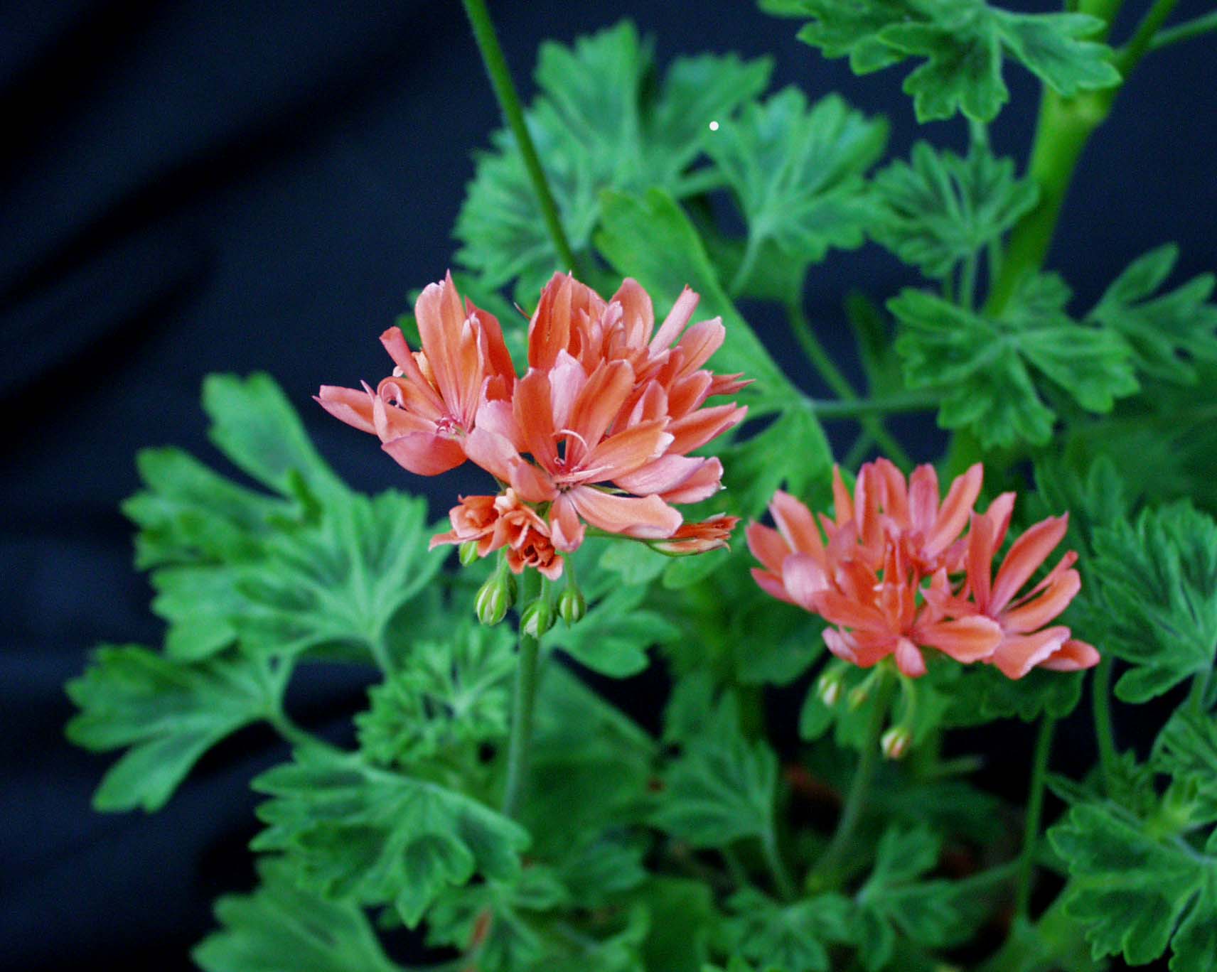 Pelargonium formosum ´Stellar`(i.10cmT.)