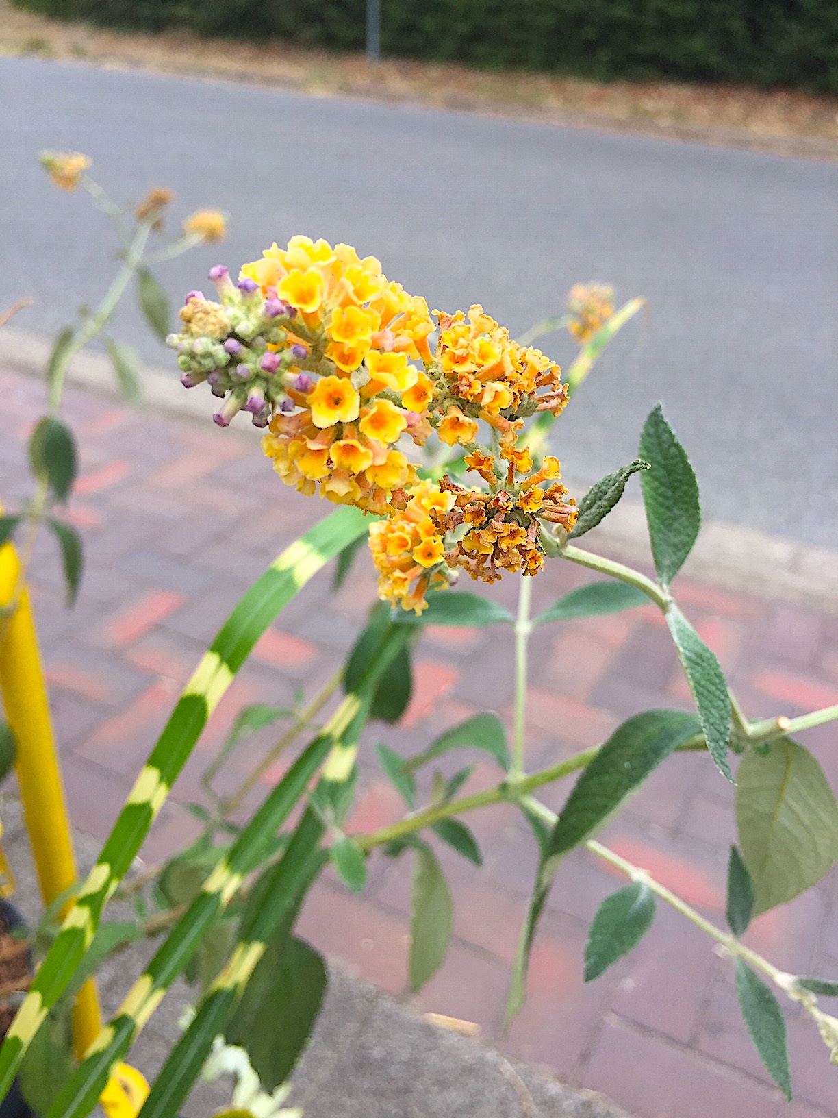 Buddleia  x weyerianav „Sungold orange“ (i.ca 17cmT.), Schmetterlingsstrauch, orange