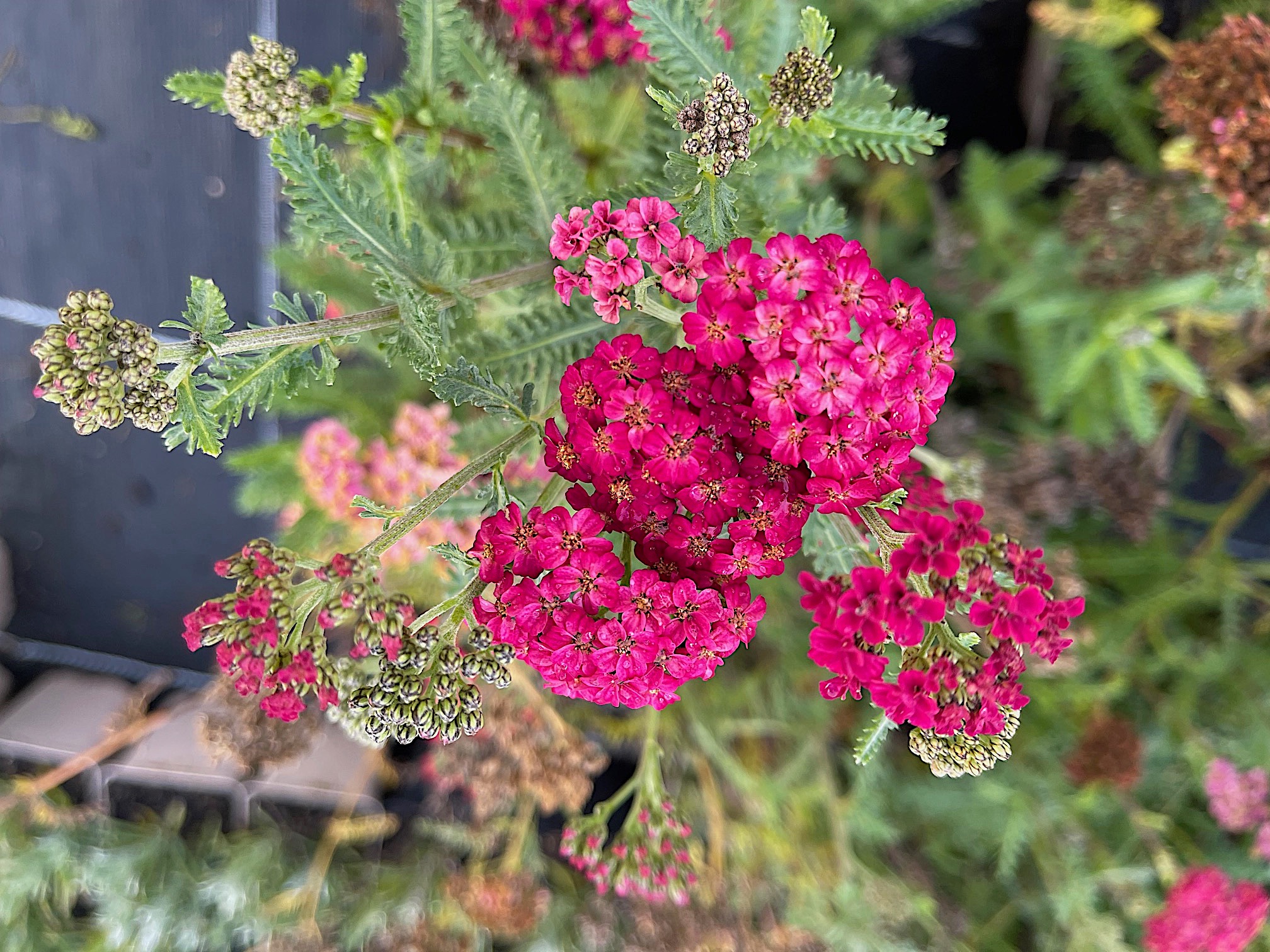 Achillea millefolium "Red Velvet" (i.9cmT.) Schafgarbe