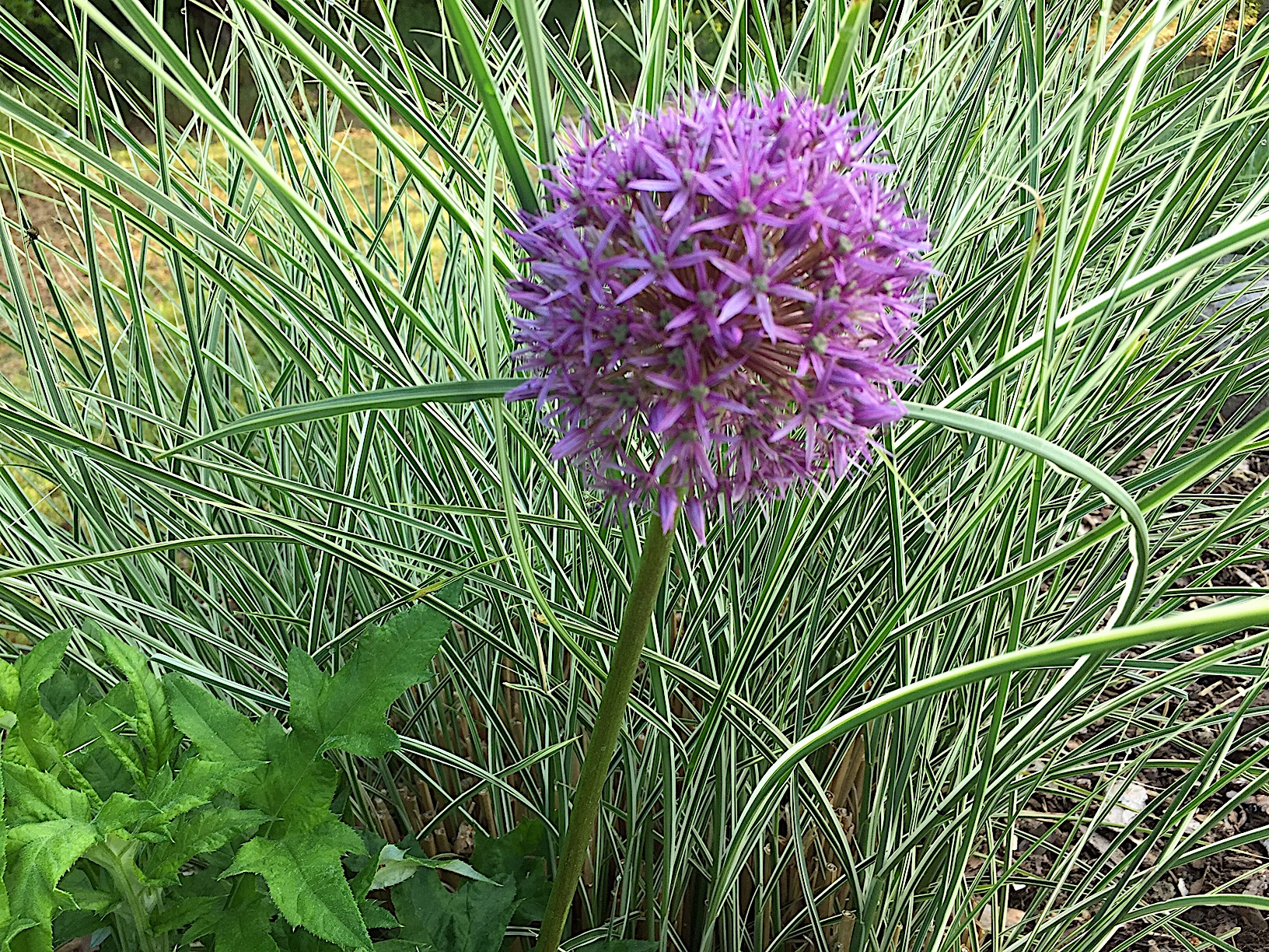 Allium „Globemaster“ (1 Zwiebel i.12cmT.)Zierlauch