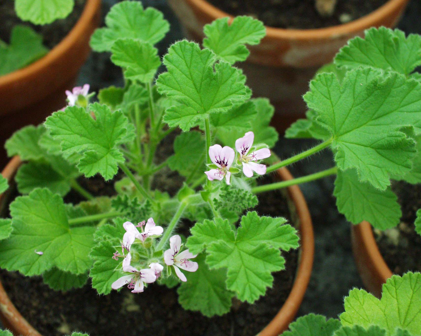 Pelargonium  ´Andersonii`(i.10cmT.)