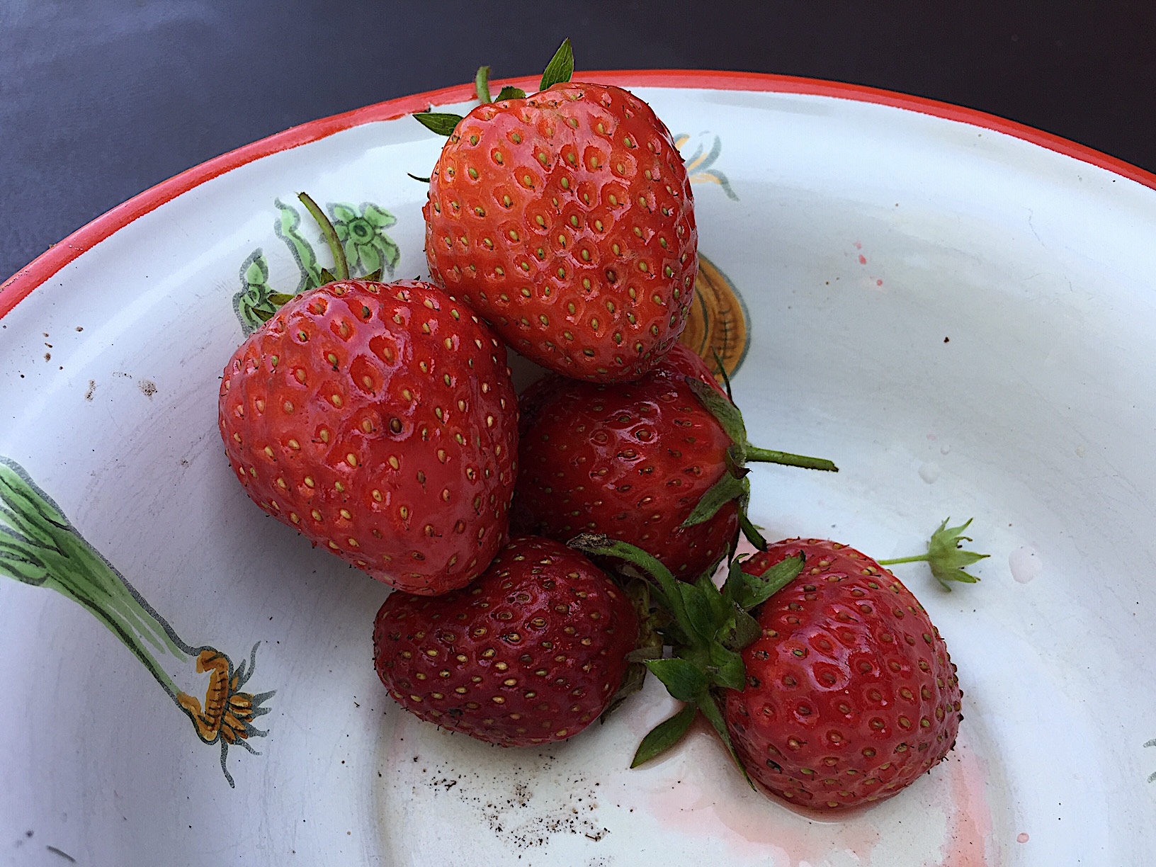 Fragaria  "Senga Sengana"  (9,5cmTopf) Erdbeere, mittelspät