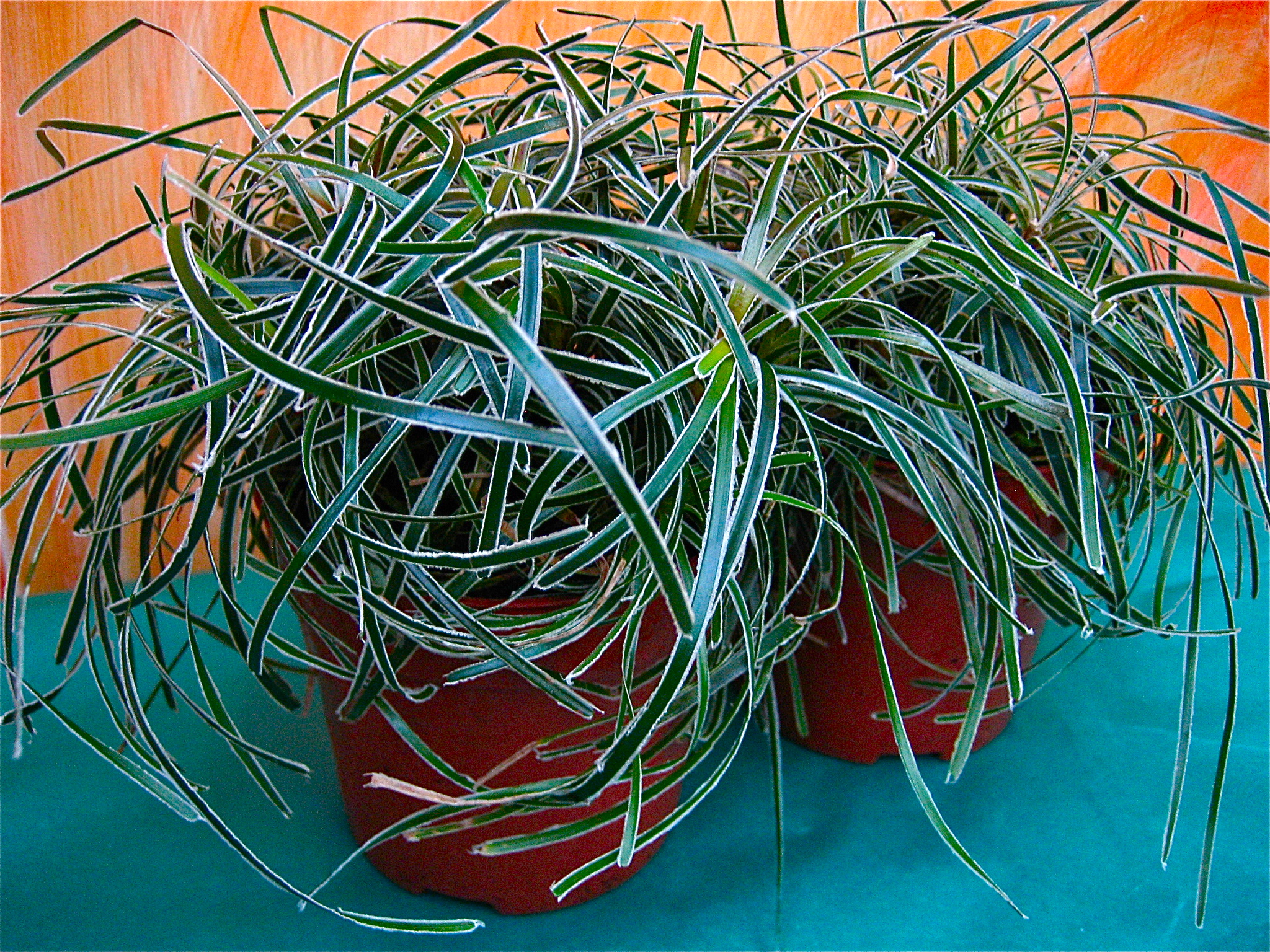 Ficinia truncata  „Ice Cristal“ (i.11cmT.), Segge