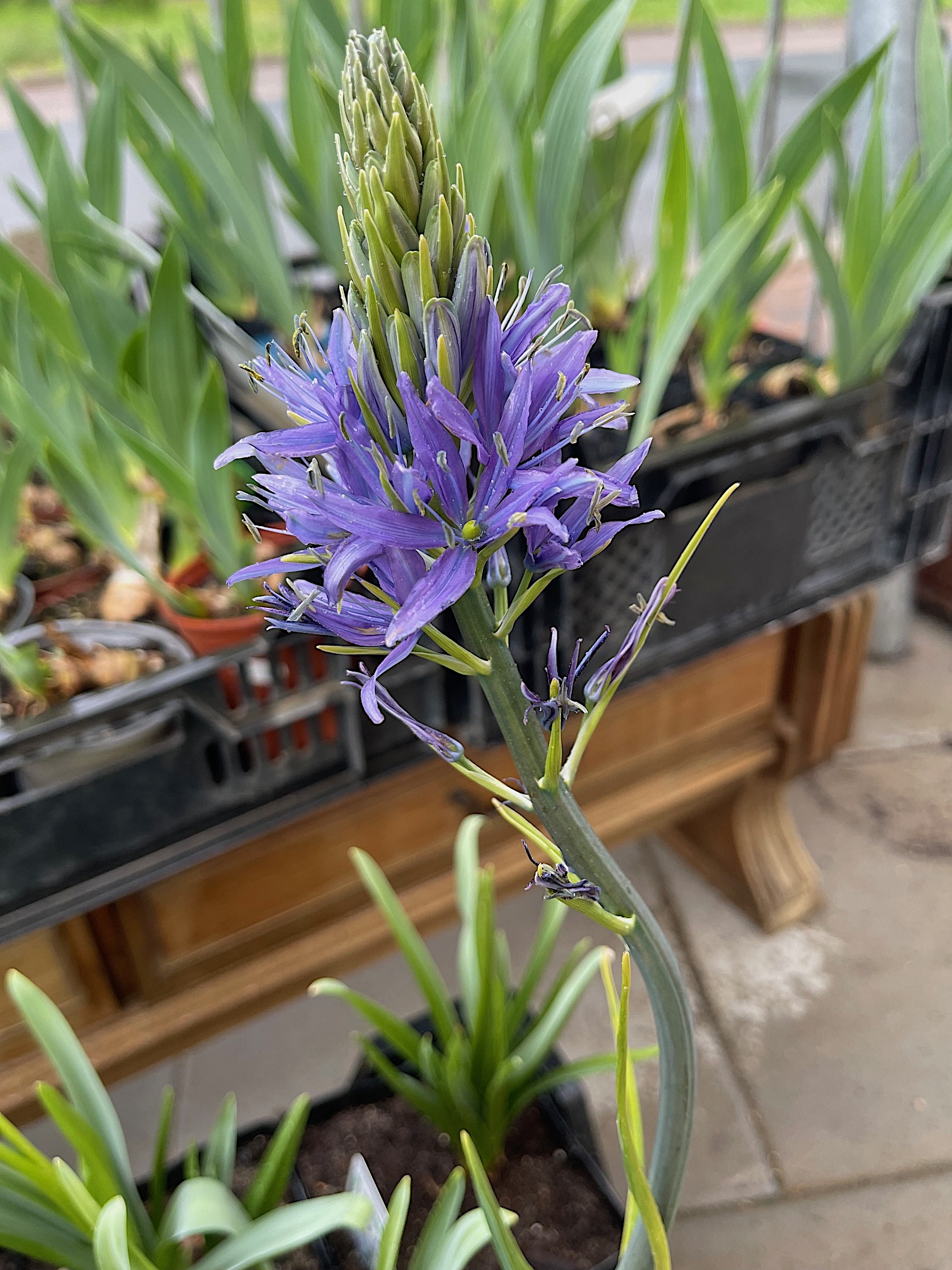 Camassia leichtlinii „Cusickii“ (i.14cmT.), Blaue Praerielilie