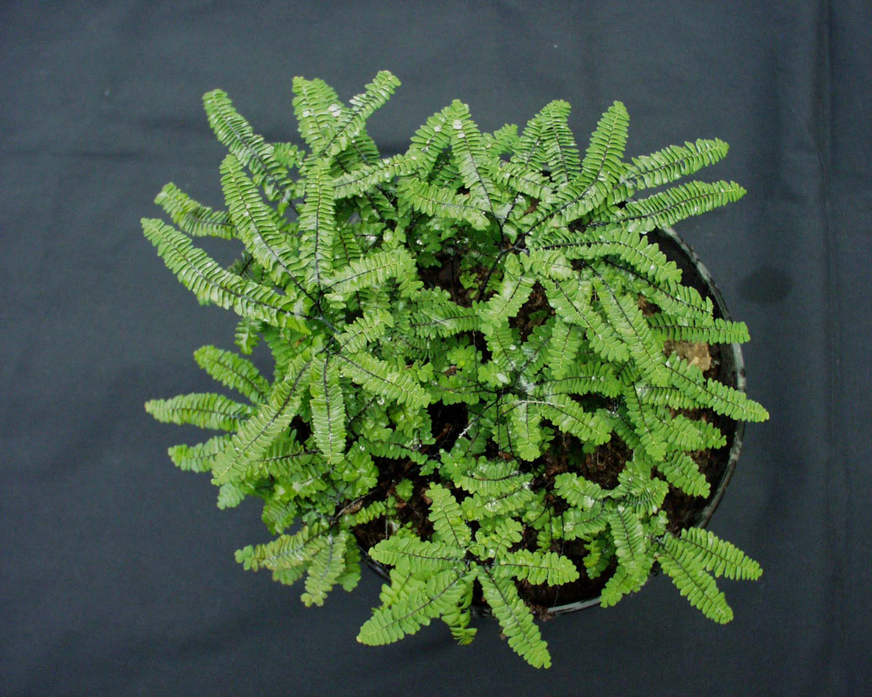 Adiantum ped. ´Imbricatum`(Aleuticum) Zwergpfauenradfarn (i.9cmT.)