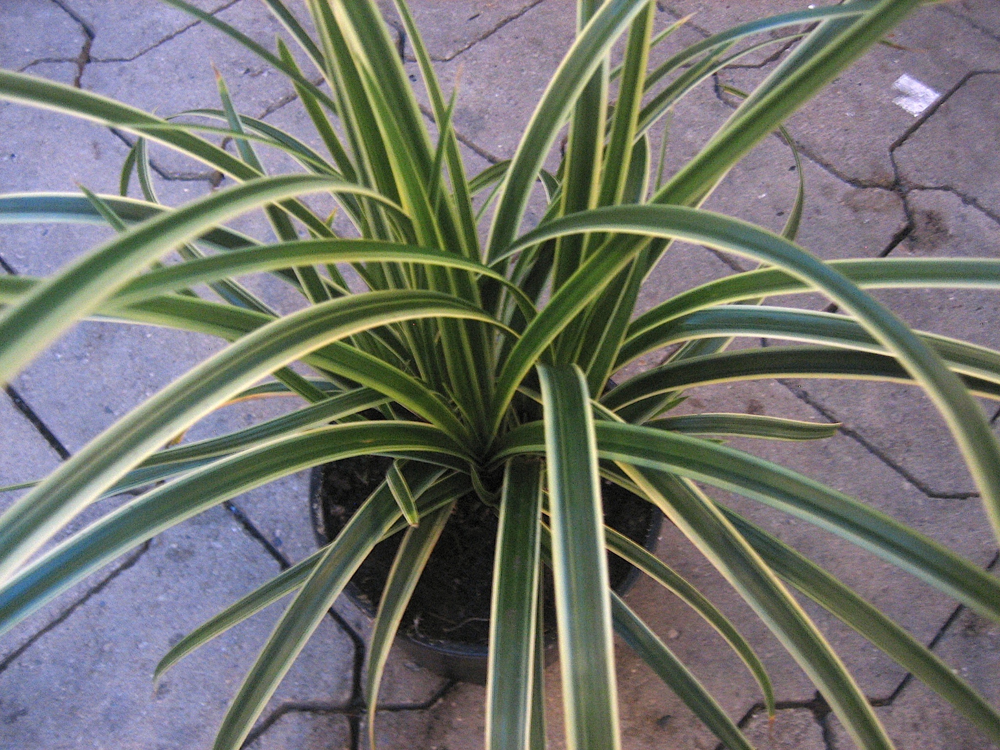 Carex morrowii ssp.feliosissima "Ice Dance"  Teppich Japan Segge (i.12cmT.)