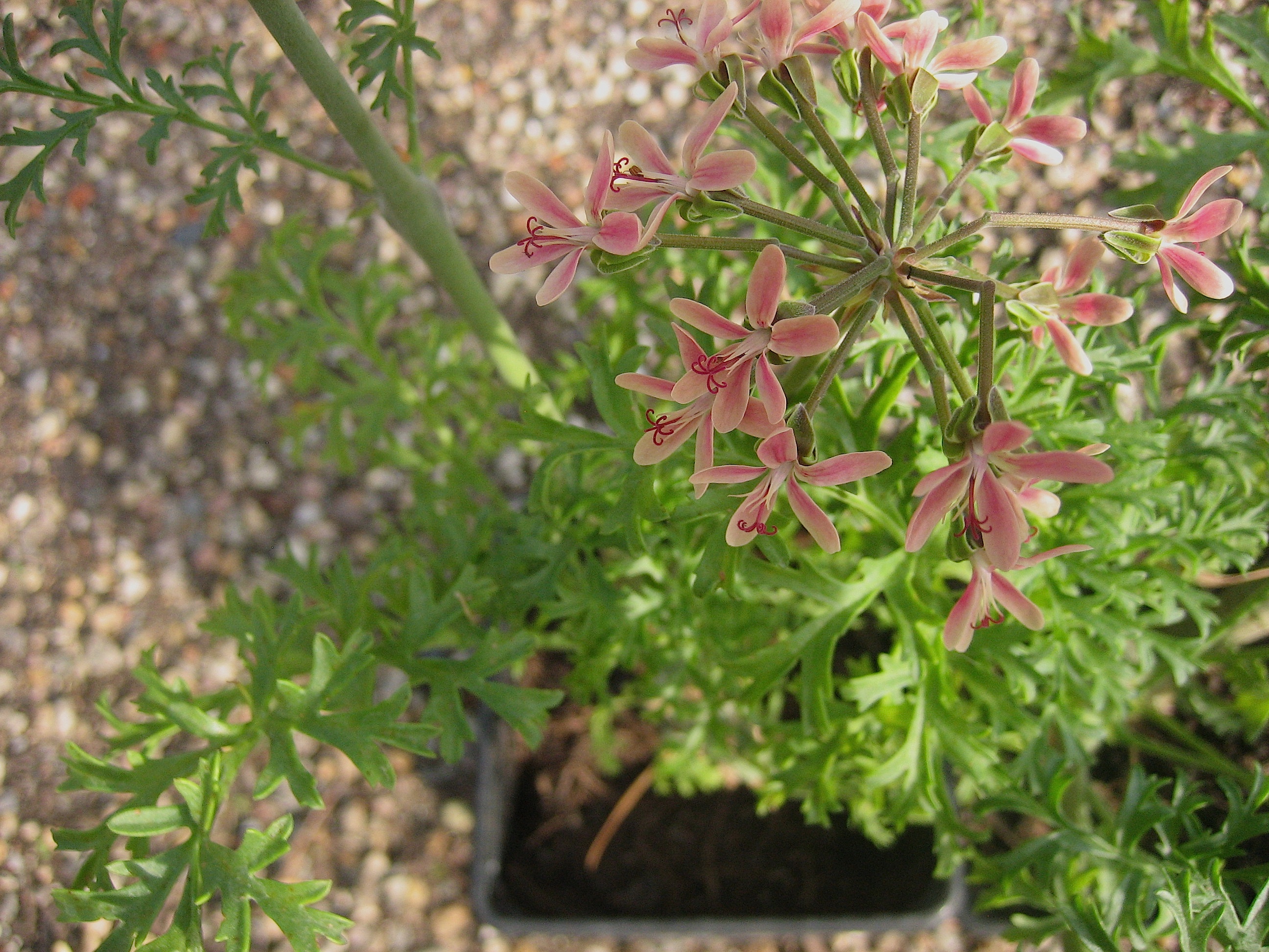Pelargonium carnosum (i.9-10cmT.) Sukkulenten Pelargonie