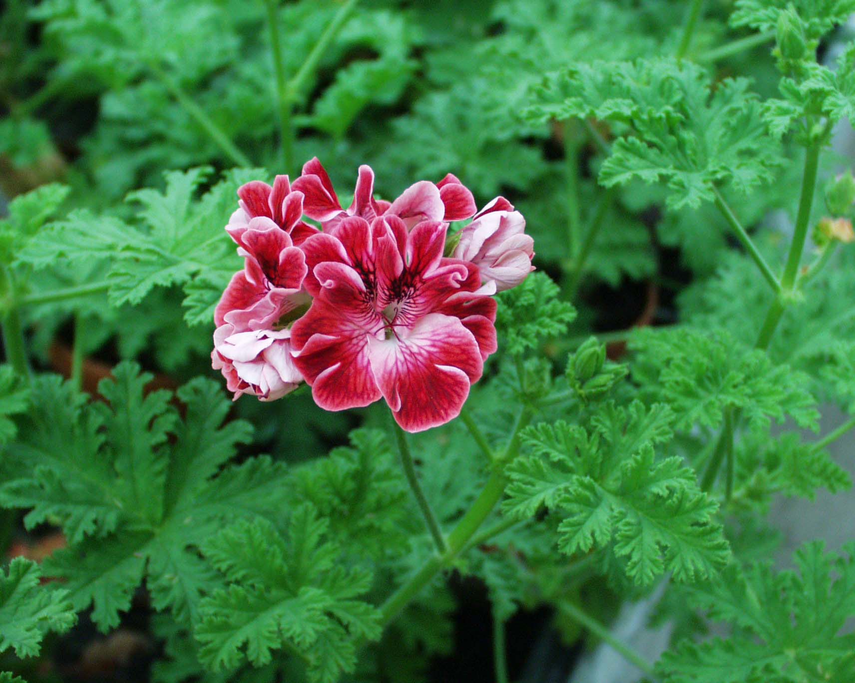 Pelargonium  ´Double Aprikot`(i.10cmT.)