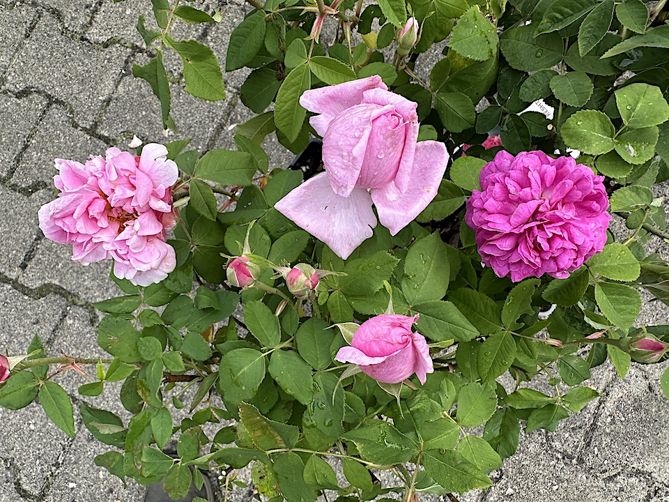 Rose „Madame Boll“ (i.1,5 l Topf), essbare Duft - Rose