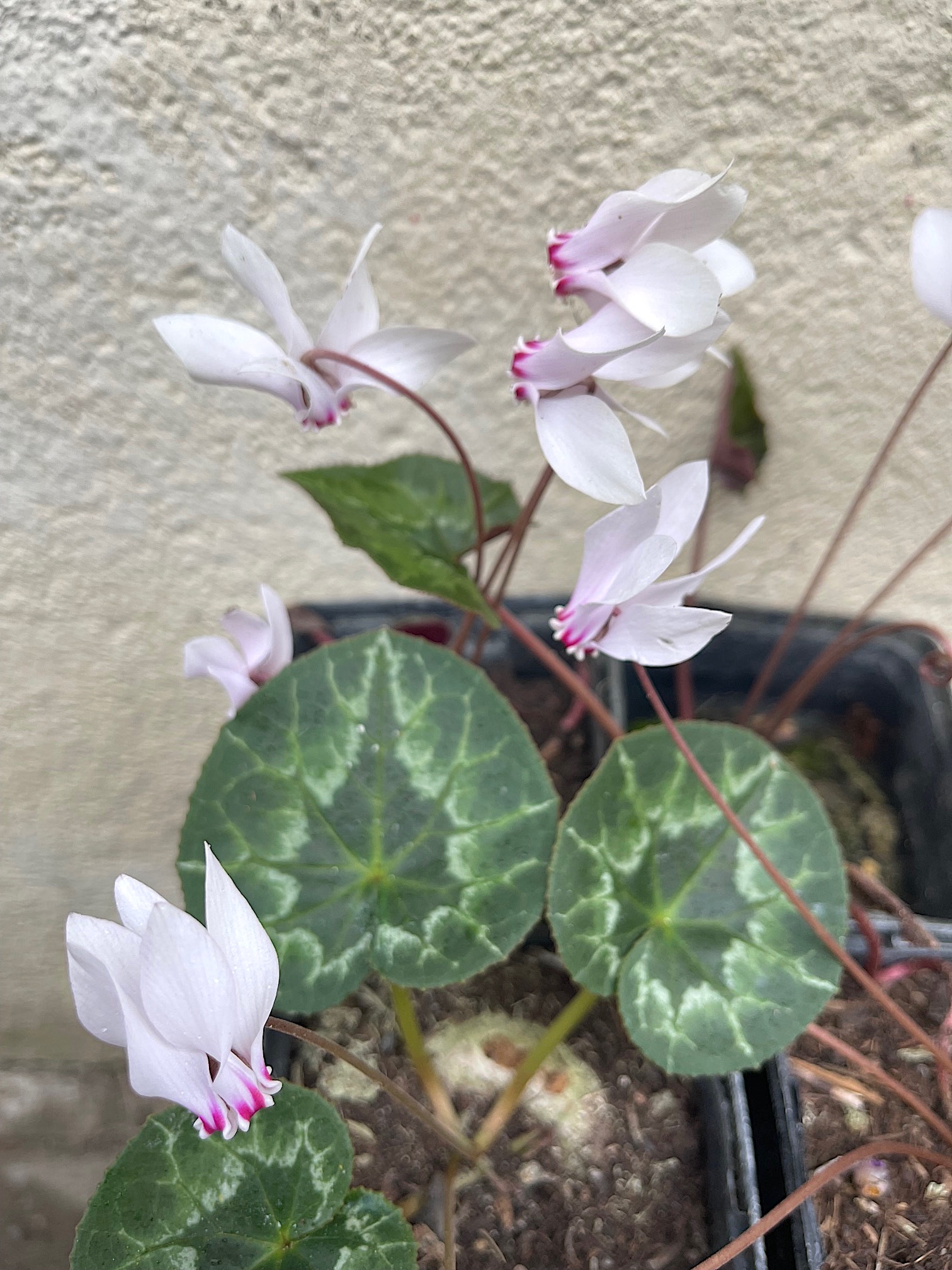 Cyclamen africanum, fast weiß mit magenta Auge (i.9cmT.)