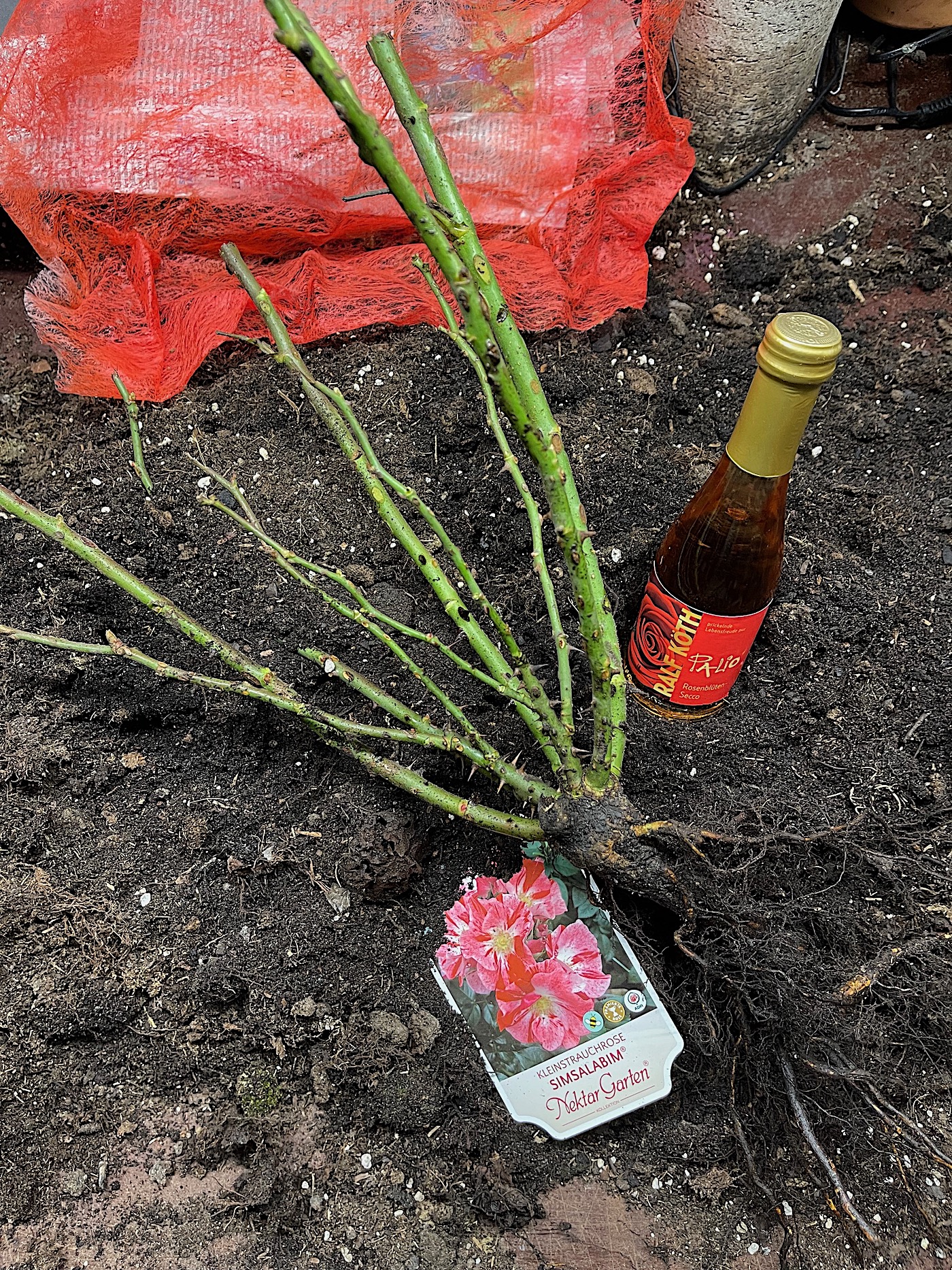 Rose „Simsalabim“ ® (im ca 5l Topf), Neuzüchtung 2023