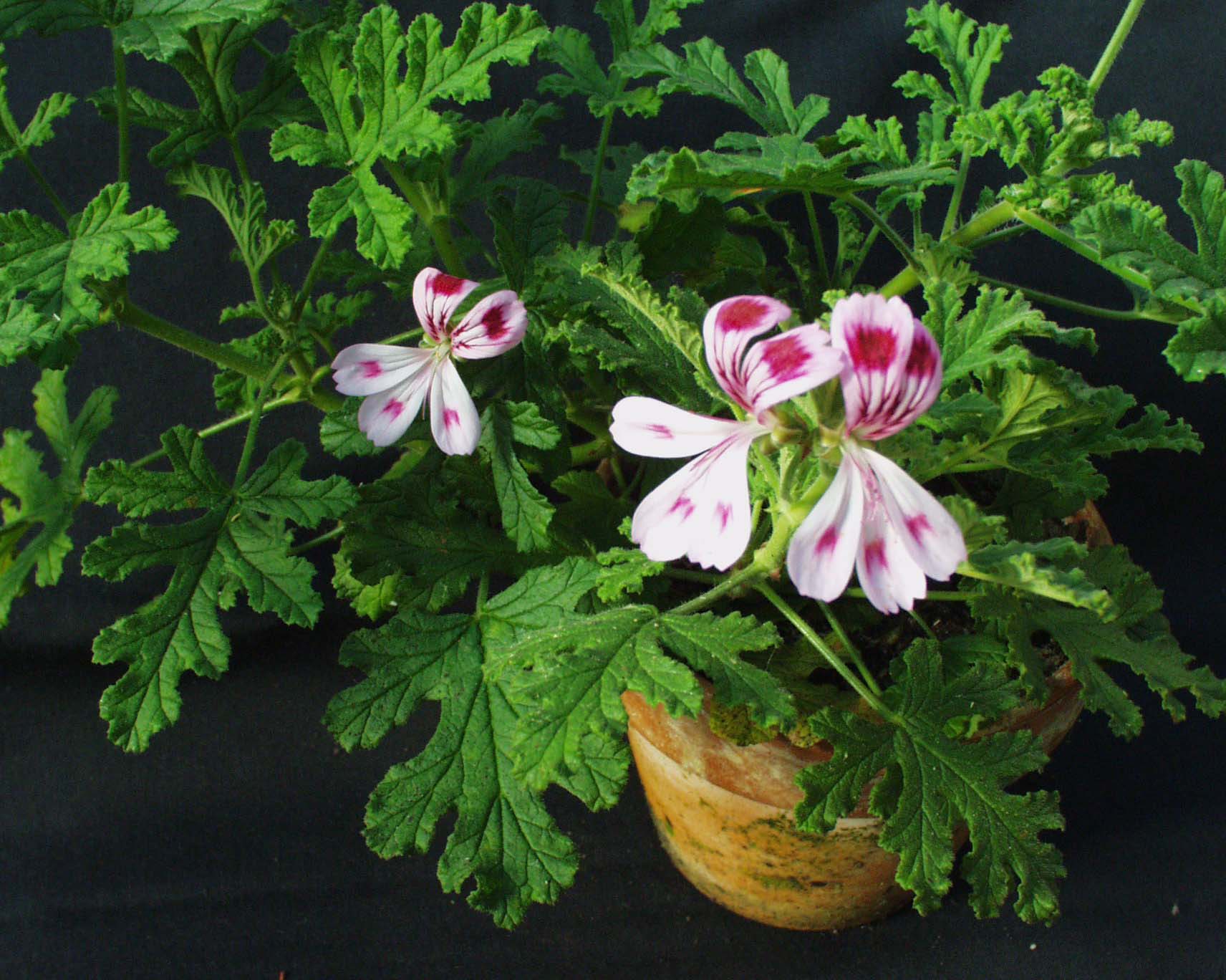 Pelargonium  ´Fair Ellen`(i.10cmT.)