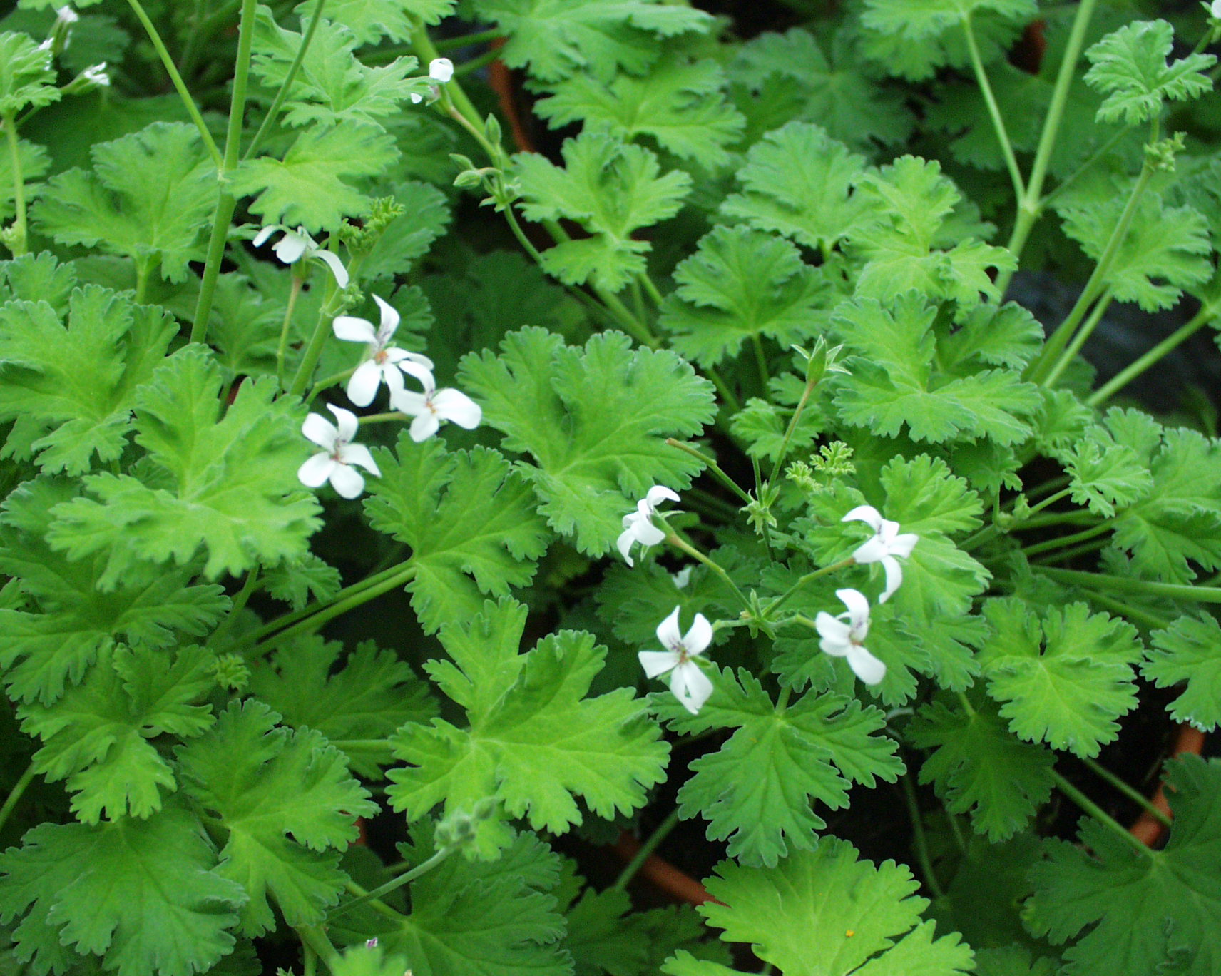 Pelargonium  ´Lillian Pottinger`(I.10cmT.)