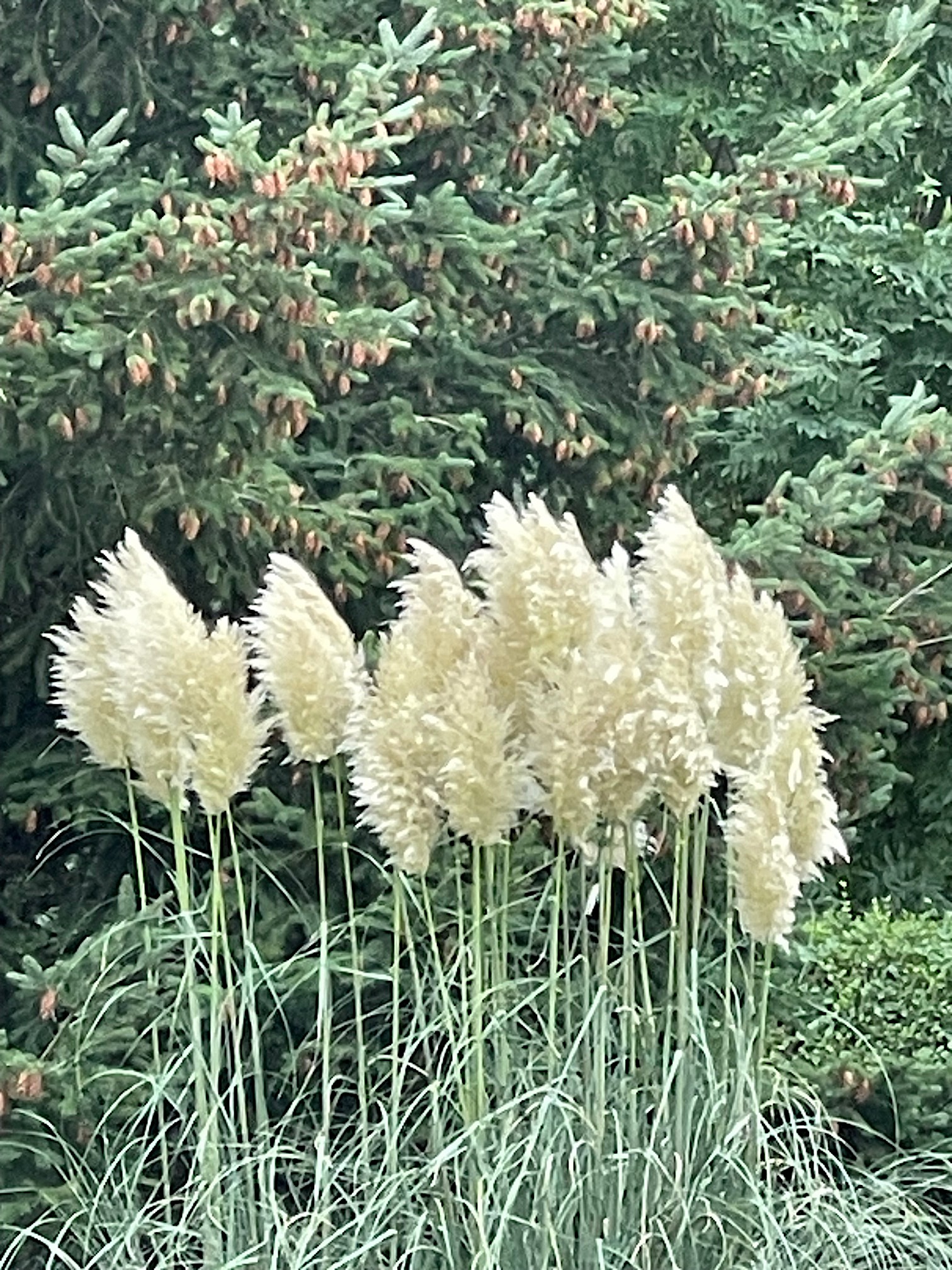 Cortaderia selloana „Pumilla (i.20cmT.), Pampasgras, weiss