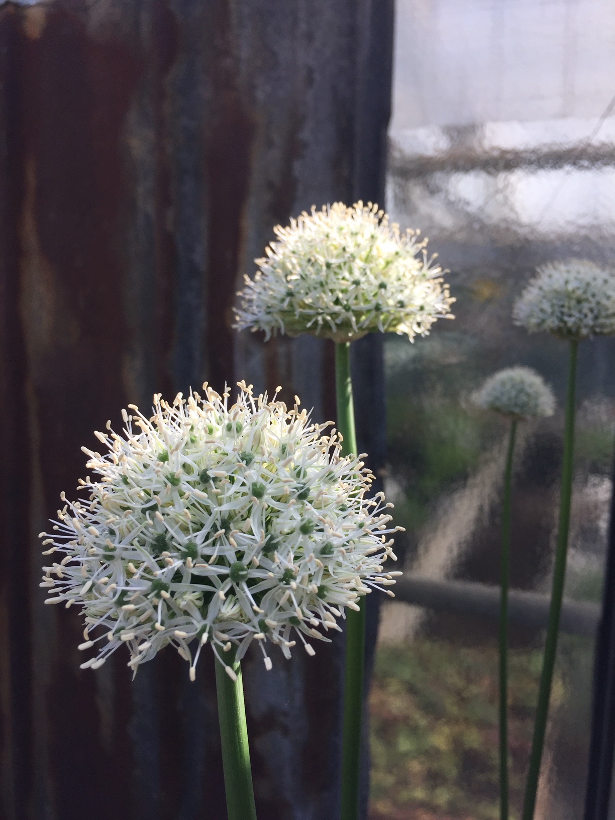 Allium „Mount Everest“ (1 Zwiebel i. 10cmT.)