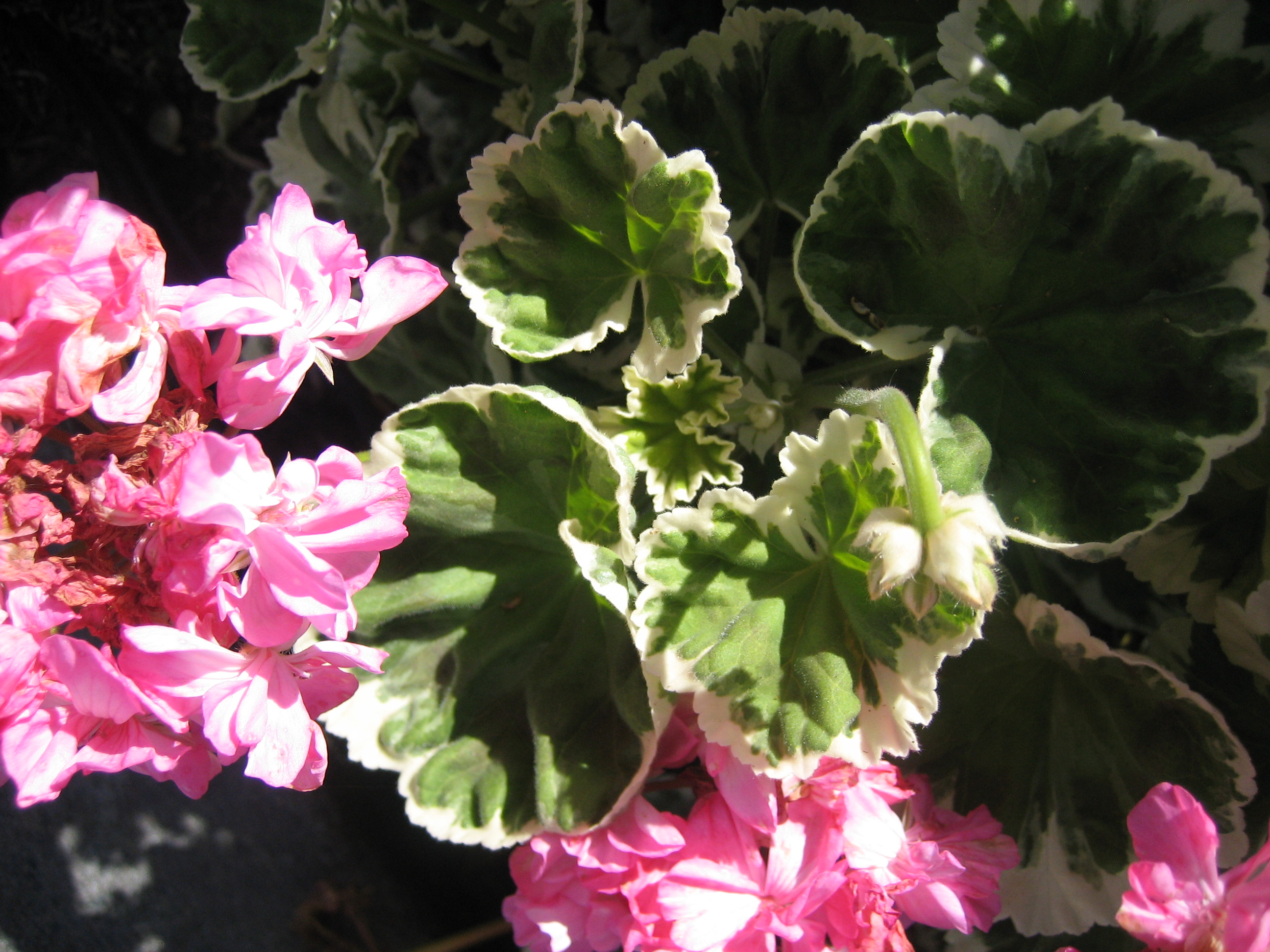 Pelargonium  "Melosilver" (i.10cmT.)