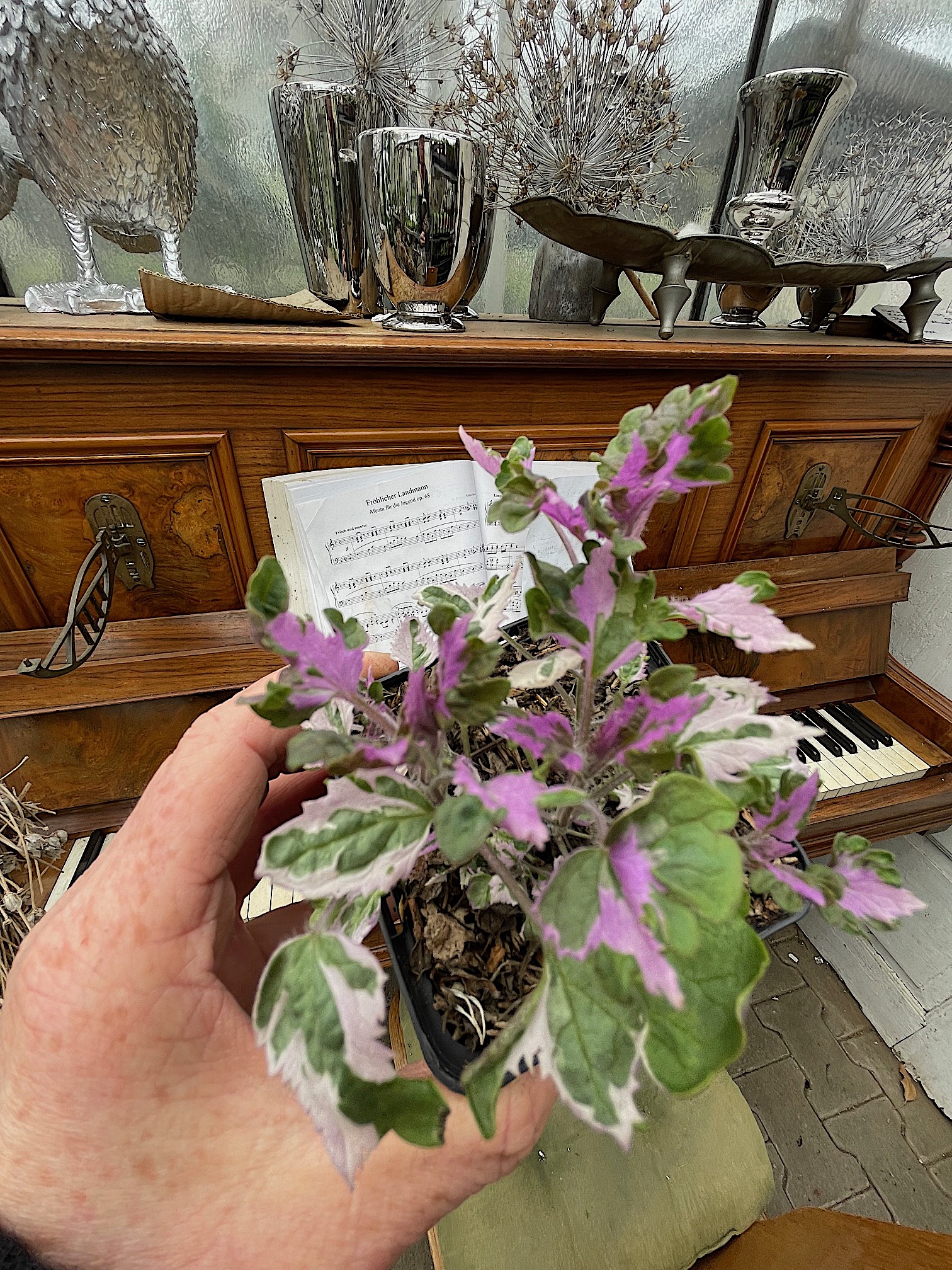 Agastache „Crazy Fortune“ ® (i.10cm T.), Anis- Lakritzpflanze