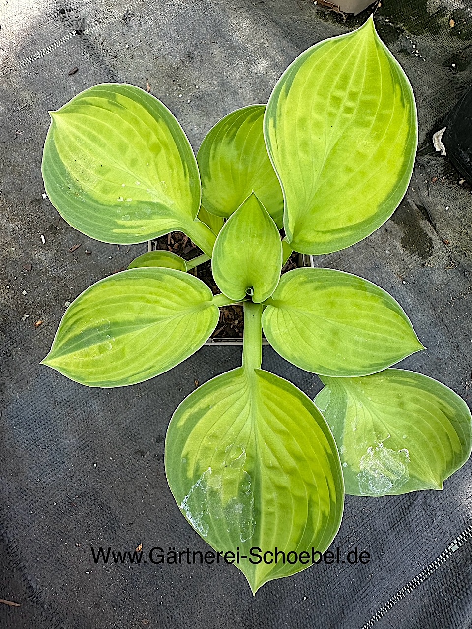 Hosta  ´Rainforest Sunrise` Funkie ( i.9cmT.)