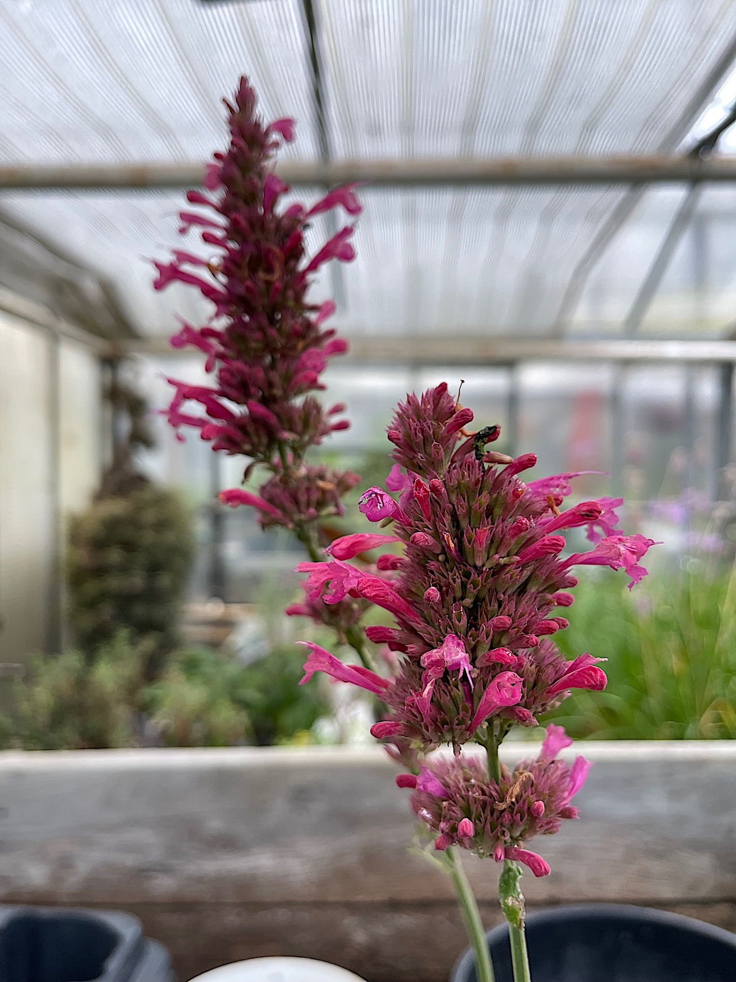 Agastache  „Morello“ ®(i.17cmT.), Duftnessel
