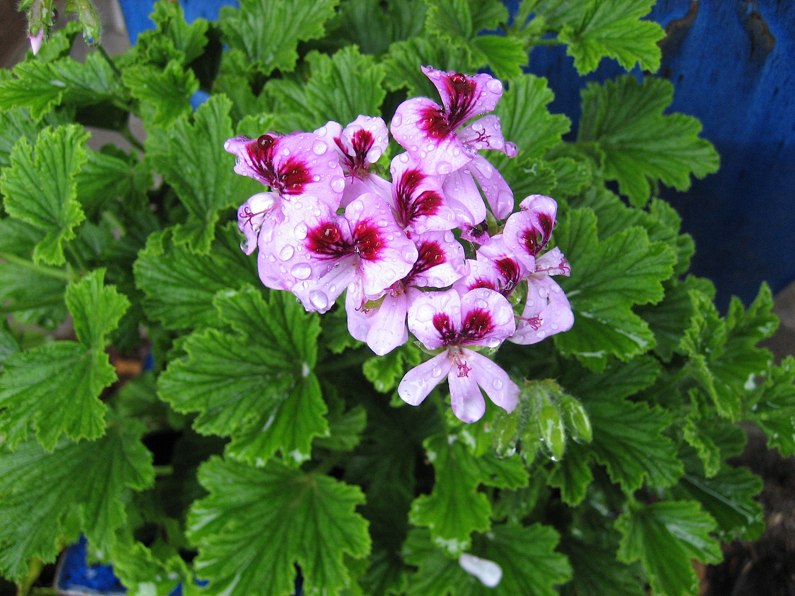 Pelargonium scabrum ´Mable Gray` (i.12cmT.)