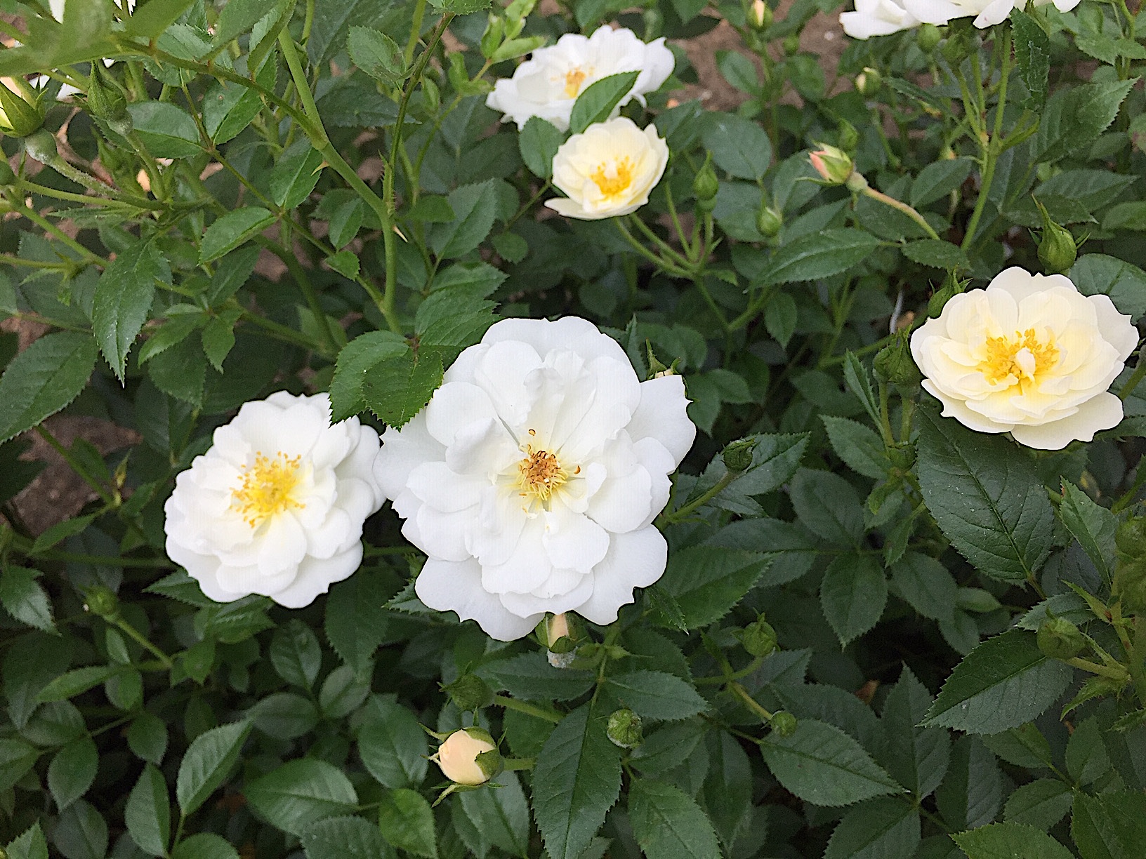 Rose „Bienenweide weiß- Kent ®“ (i.14cmTopf), Bienen - Duft- Rose