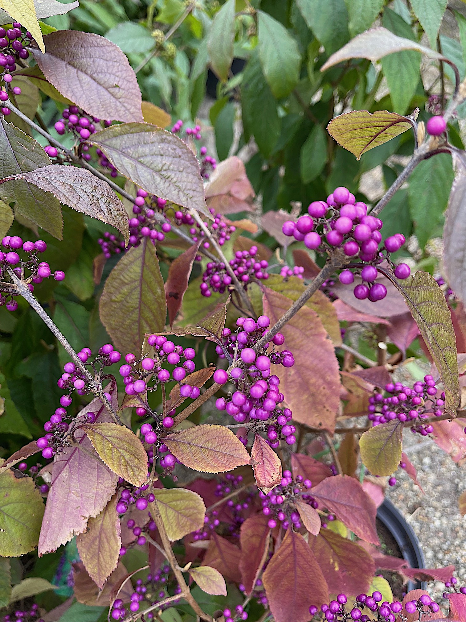 Callicarpa bodinieri „Profusion“ (i. 19cmT.) ca60cm