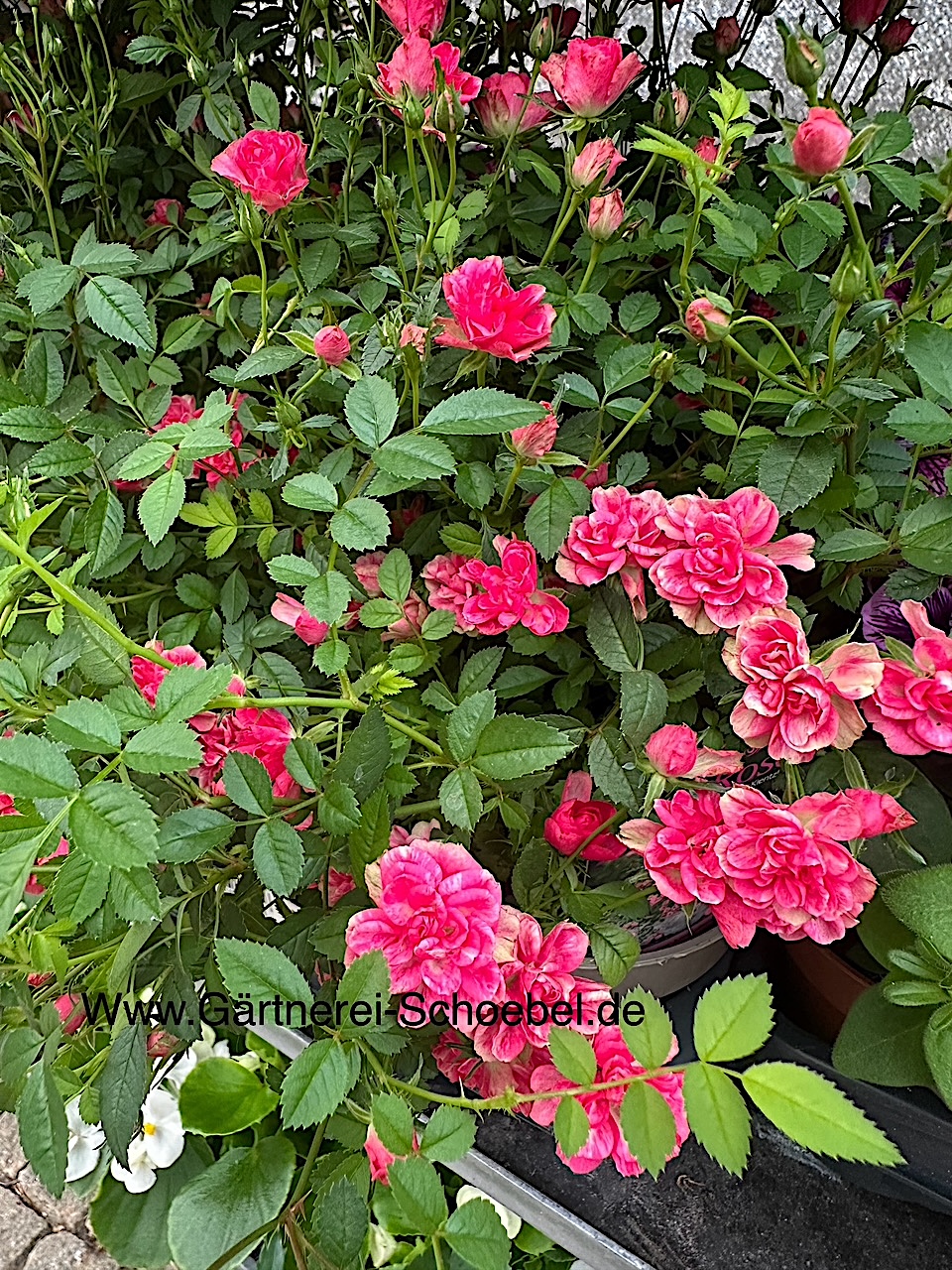Rose „Lilly Rose TM  Wonder6®(i.13cmT.)
